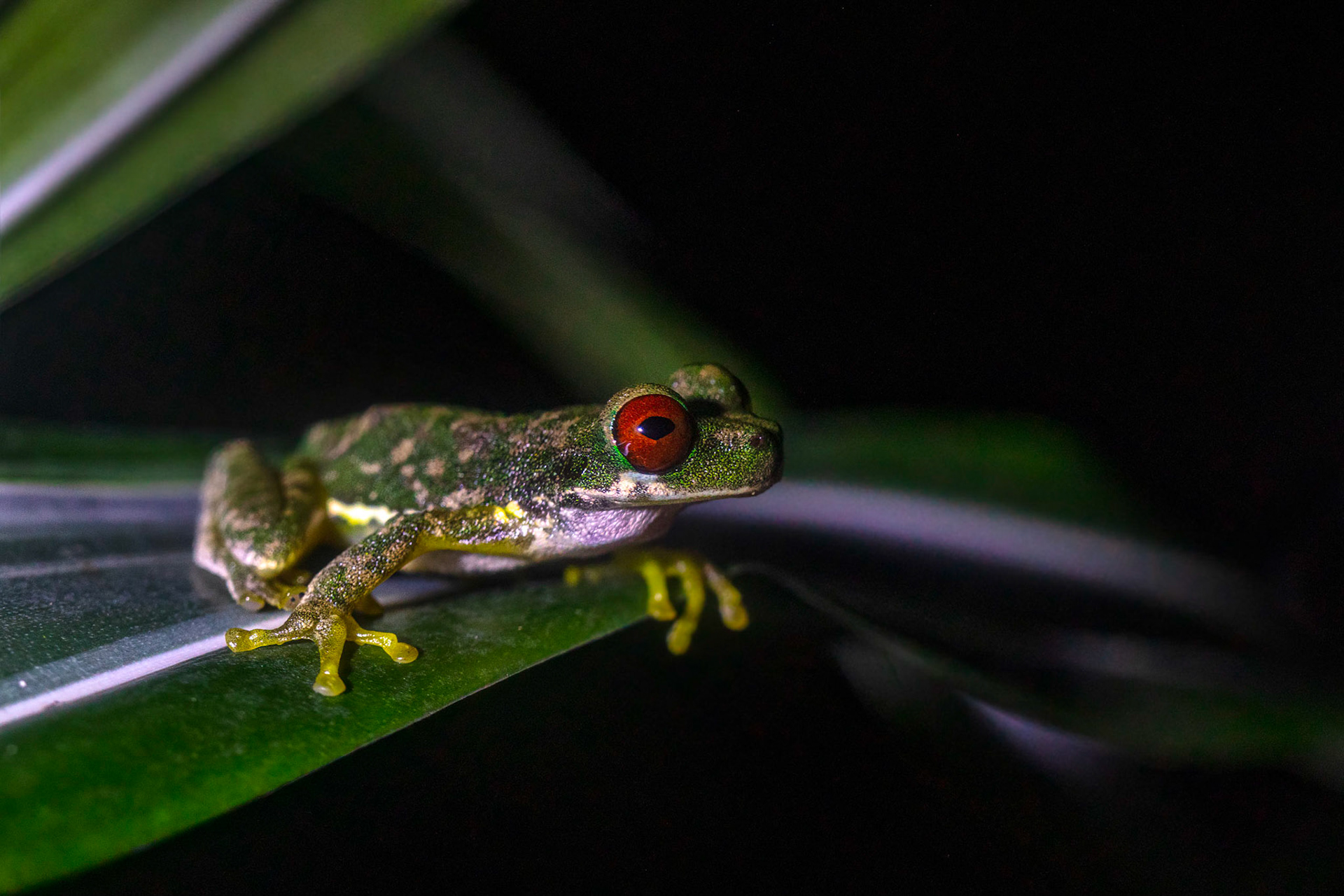 Rufous-eyed Stream Frog
