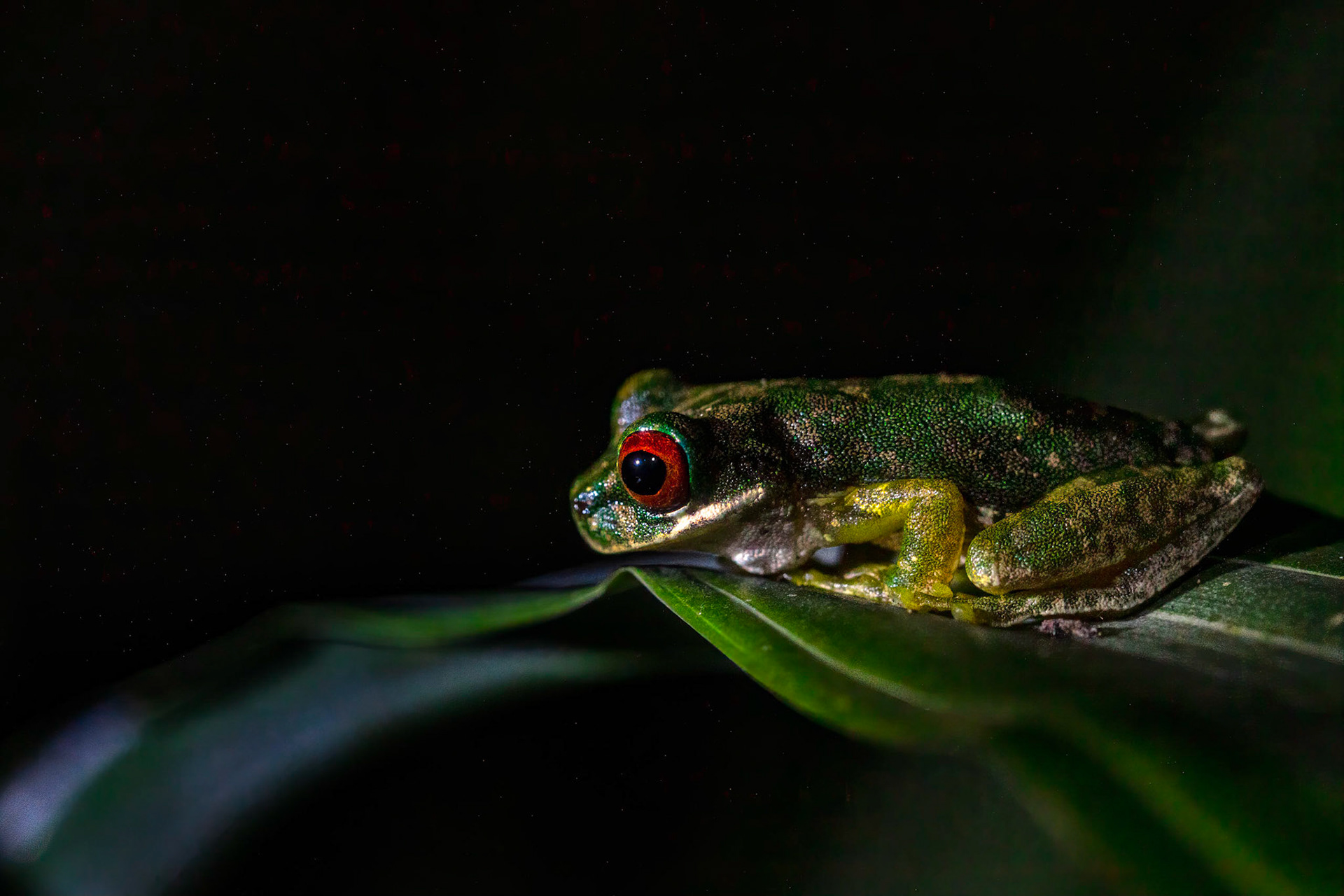 Rufous-eyed Stream Frog