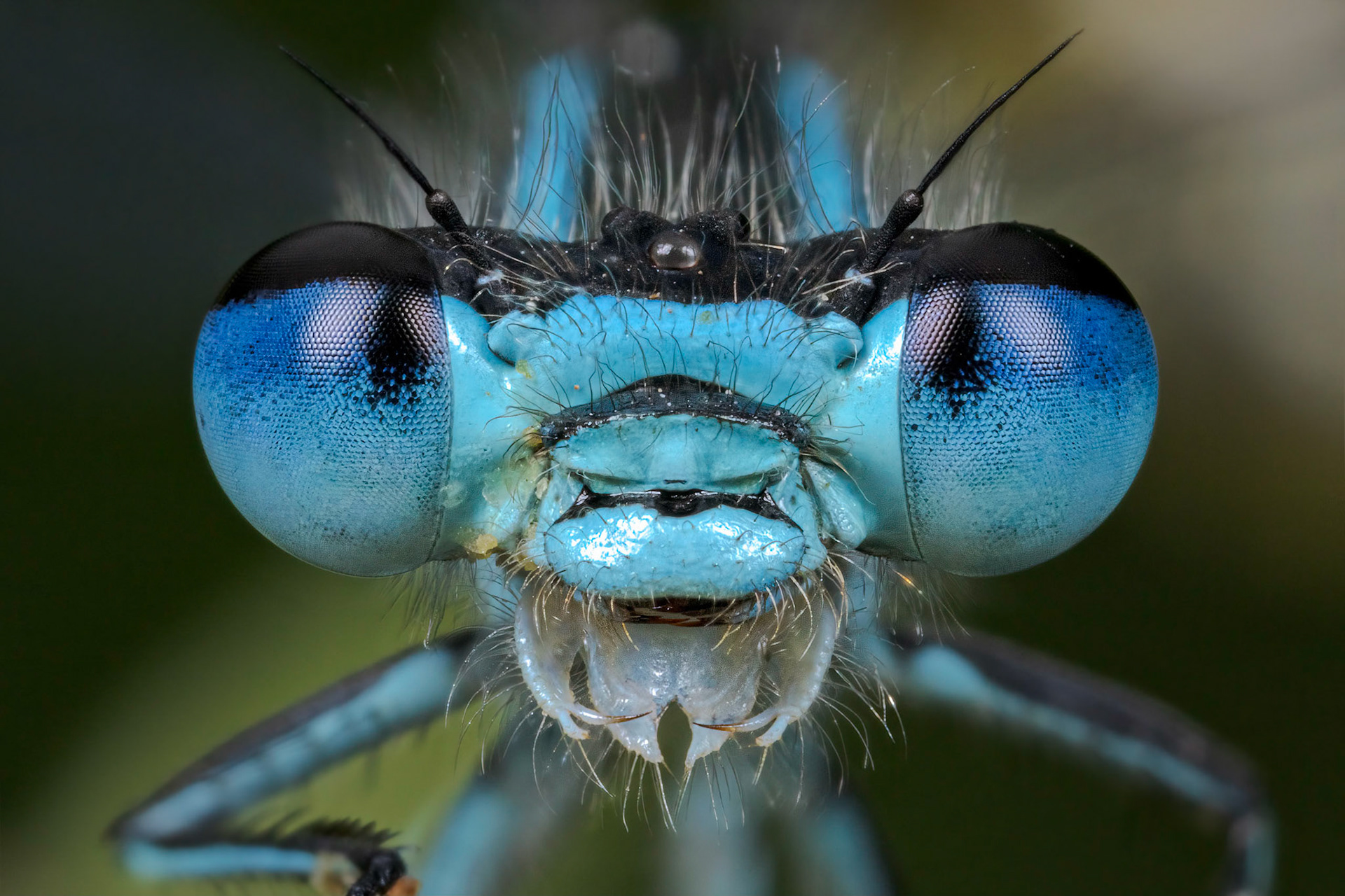 Close-up of a Common blue damselfly (Enallagma cyathigerum) in Stover Country Park, Devon, UK.