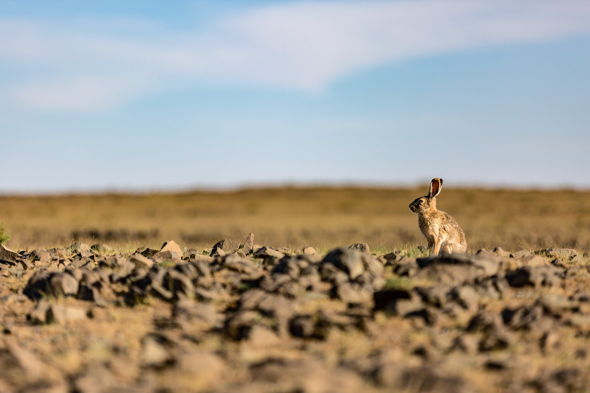 Mongolian hare in the harsh environment of the Gobi desert in Mongolia