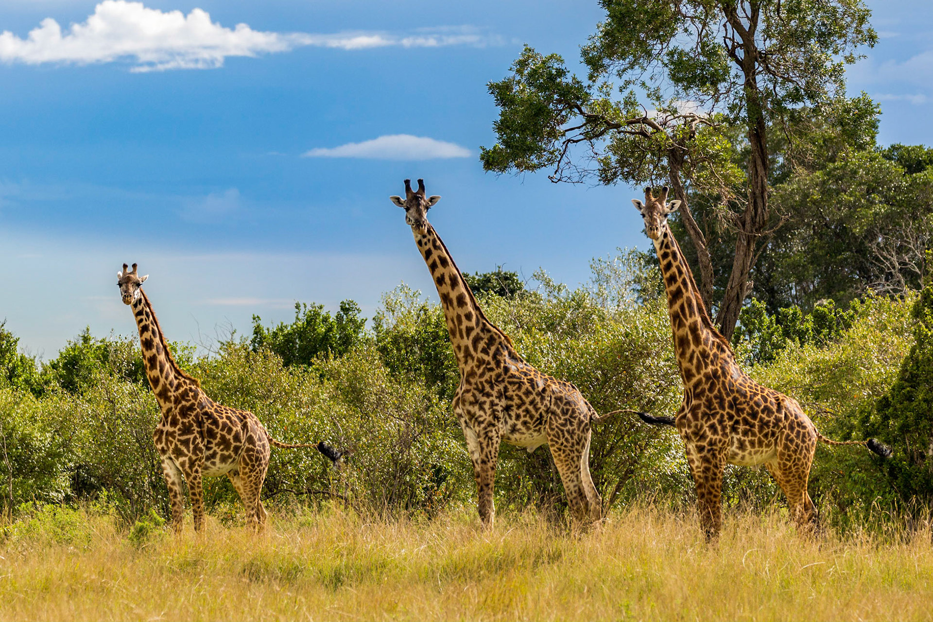 Three west african giraffes looking and tail wagging in unison