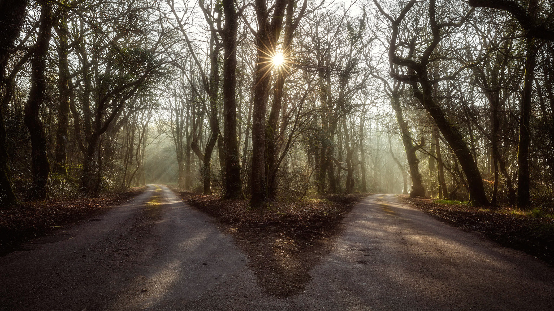 A fork in the road on a moody misty morning at Southleigh Hill Cross in Wiscombe Wood in the East Devon Area of Outstanding Beauty.