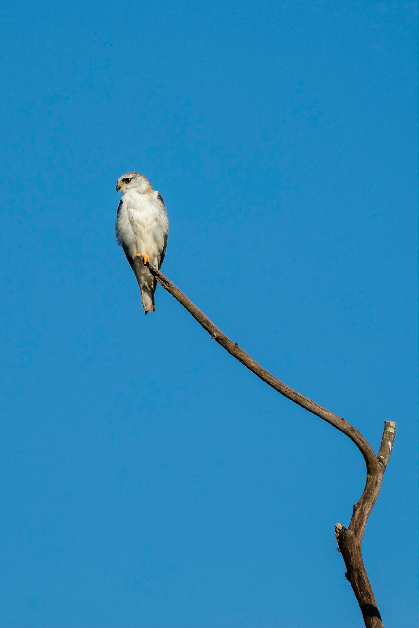 Black-winged kite in Mlilwane wildlife sanctuary in Swaziland, Africa.