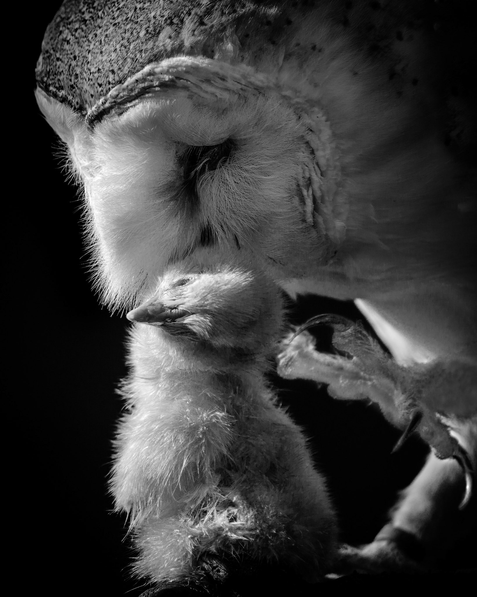 A different look at the owls in a bird of prey sanctuary show a darker side as the Barn Owl is about to eat the baby chick.
