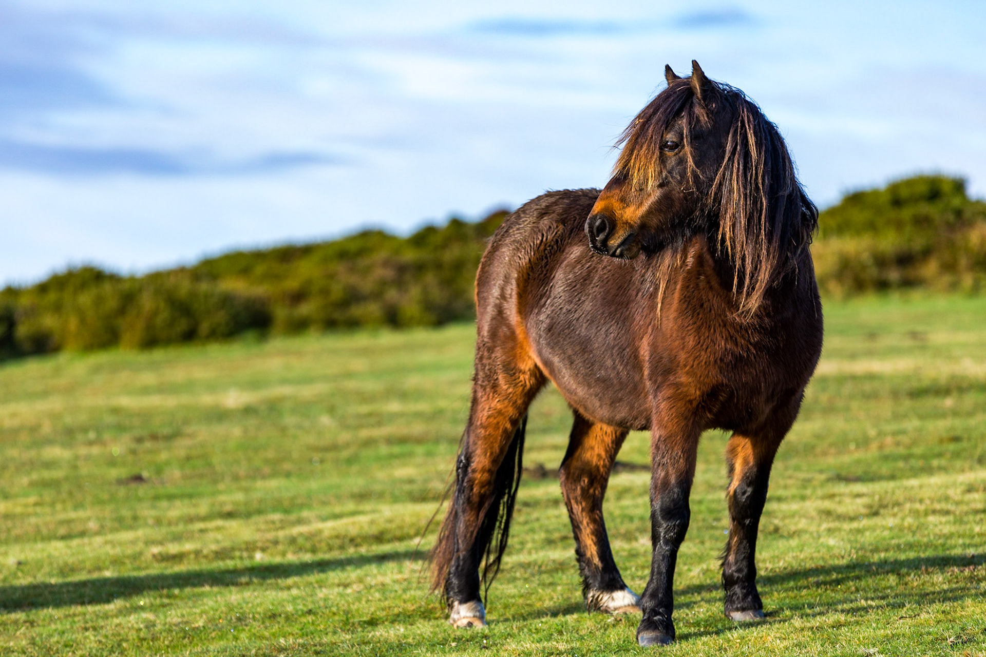 A horse warming up in the morning sun in Dartmoor National Park.