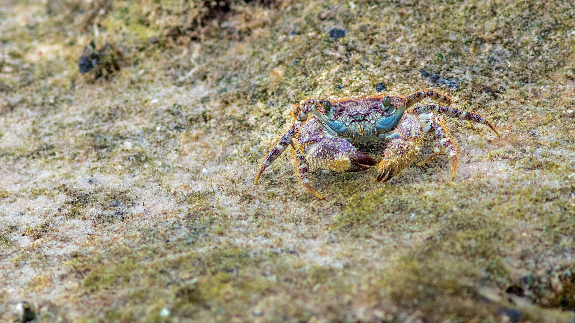Gorilla Crab on the exposed coral at low tide on Magaruque Island