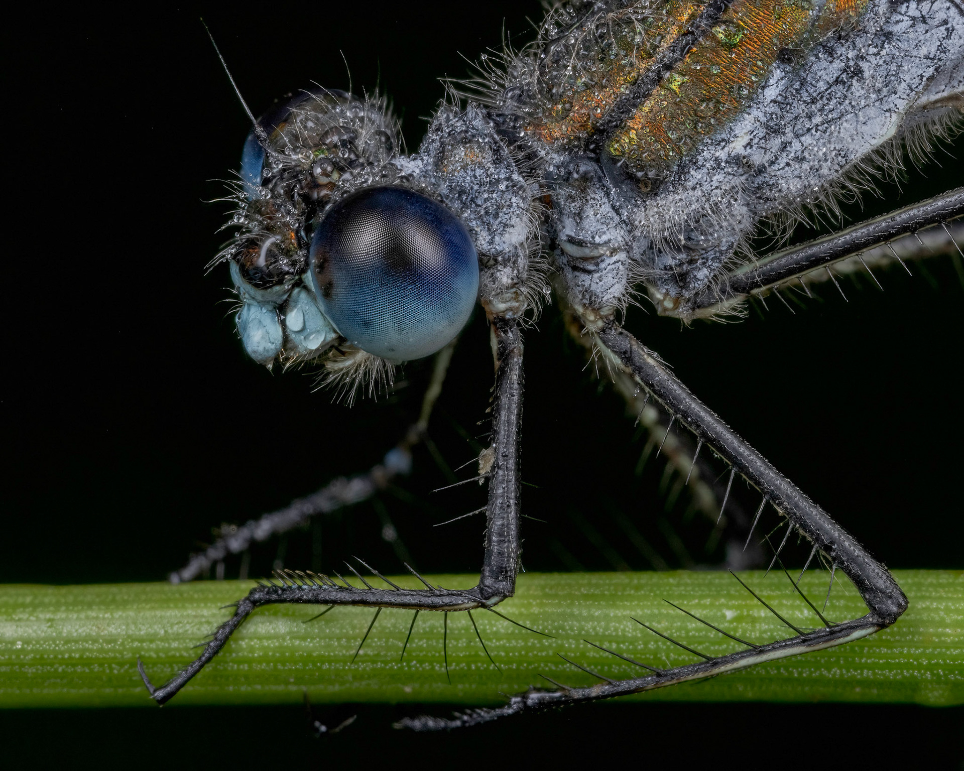 An Emerald Damselfly (Lestes sponsa) still covered in the morning dew that was too cold to move in the cool morning air near a pond in Aylesbeare Common, Devon, UK. The final image is a compilation of focus-stacked pictures.