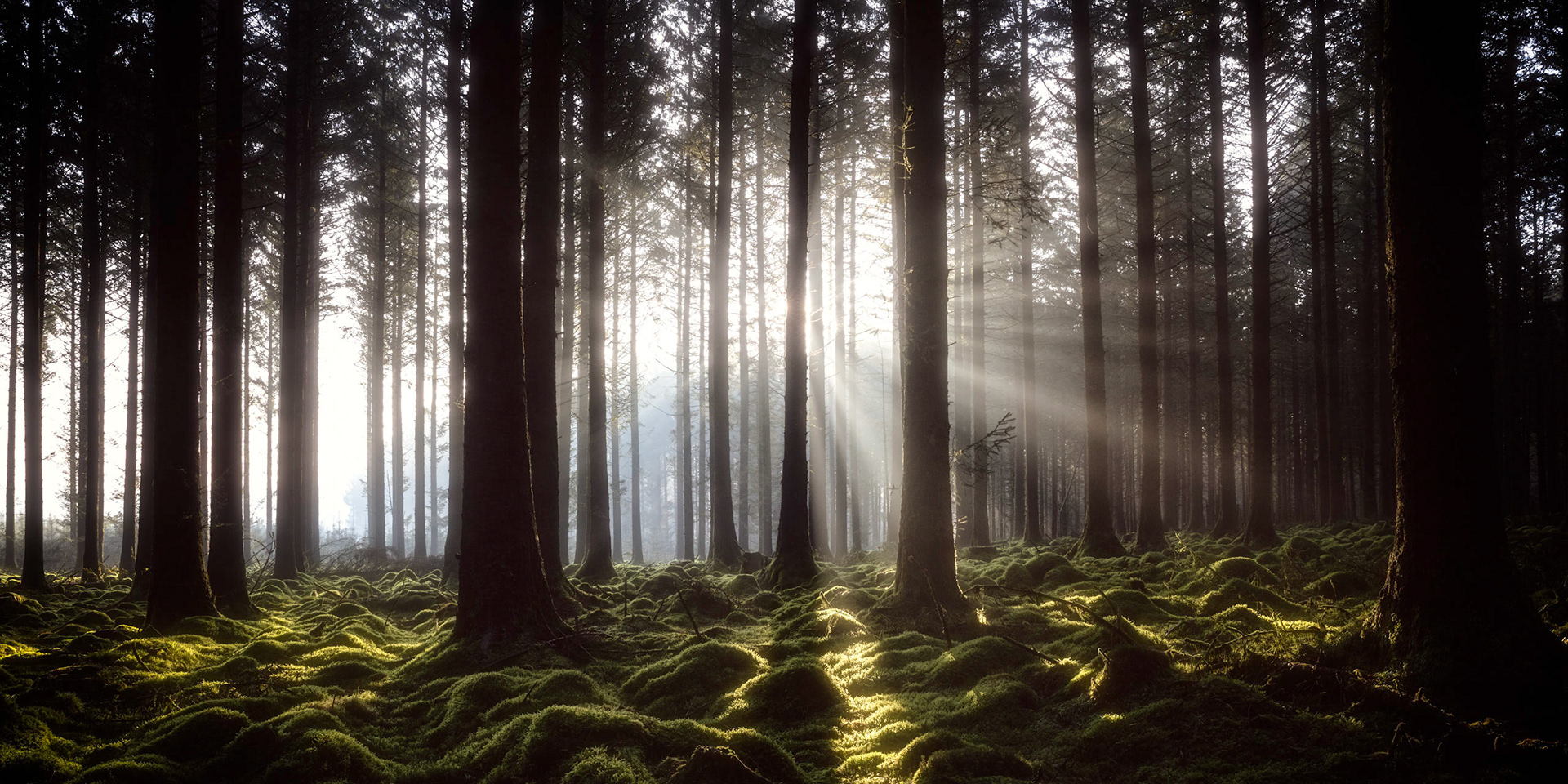 The sun illuminating the dark forest in the in woods around Fernworthy reservoir in Dartmoor National Park, Devon, England.