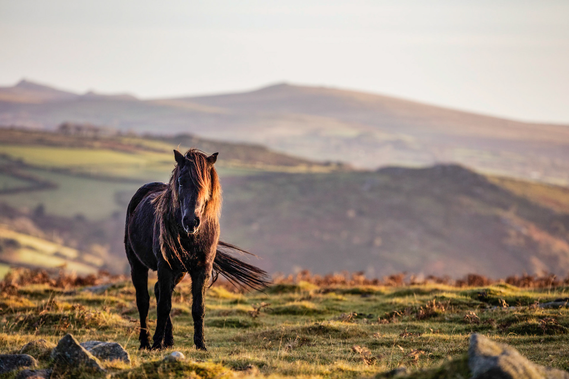 Dartmoor pony taking a pause from grazing in open moors of Dartmoor National Park on an early fall morning.