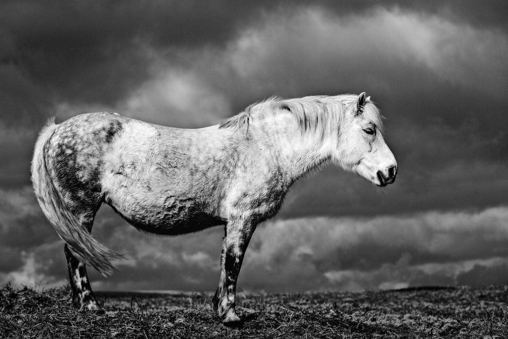 A Dartmoor pony standing in the sun with ominous clouds behind him in Dartmoor National Park near Hameldown.