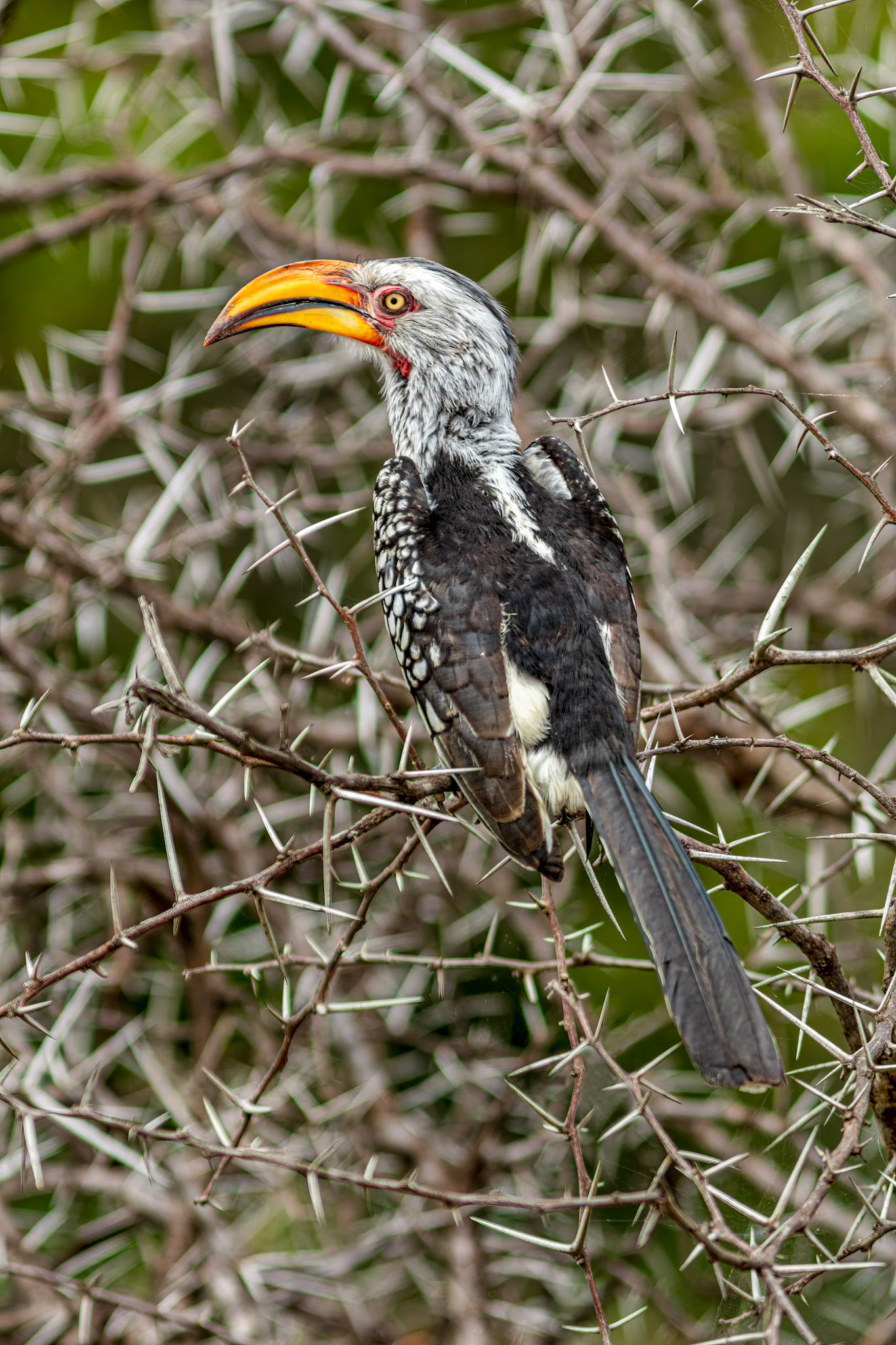 Yellow billed hornbill in Kruger National Park