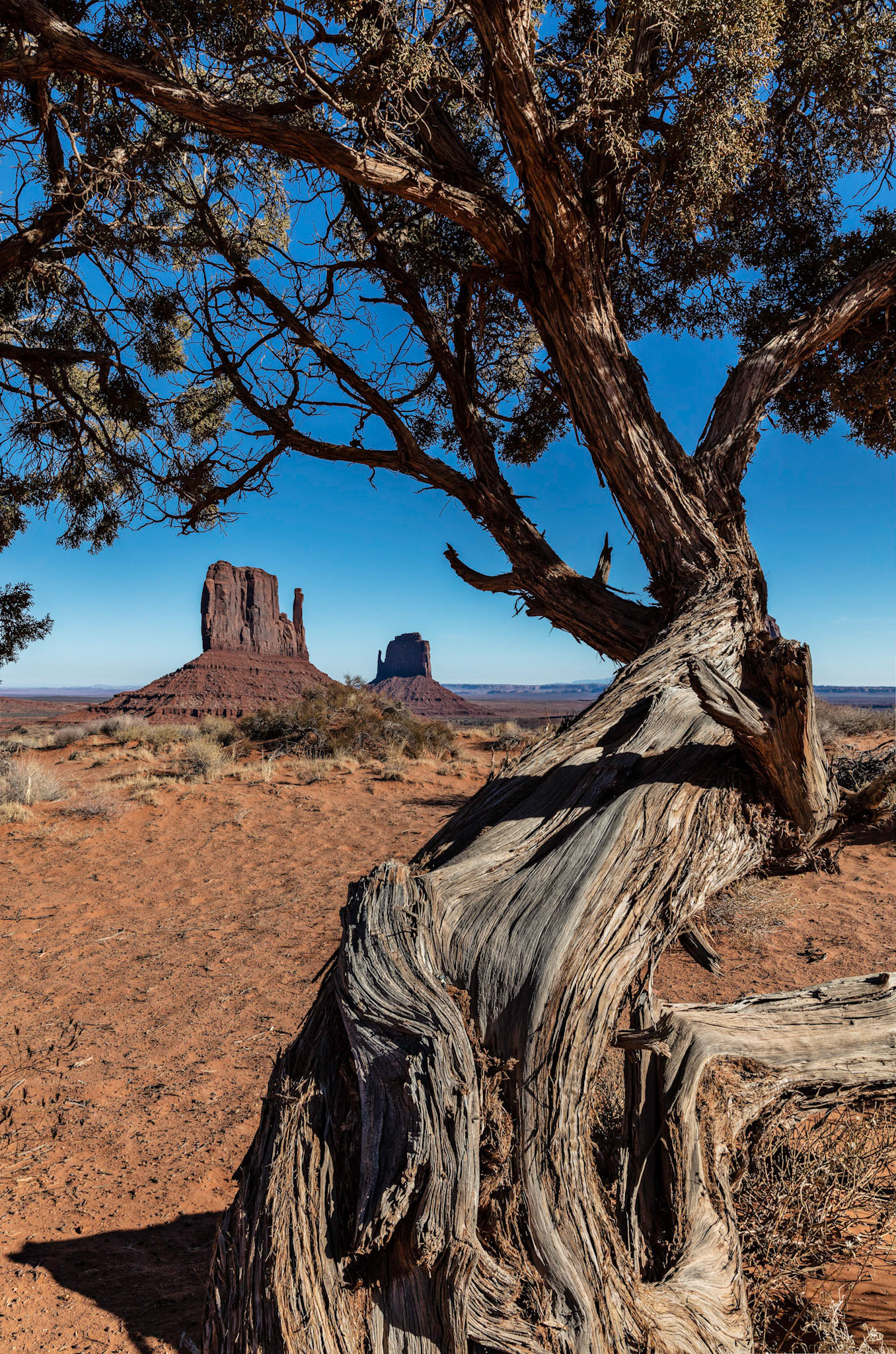 Rocky Mountain Juniper tree twisting around a view of the mittens in Monument Valley Navajo Tribal Park, Arizona, USA.