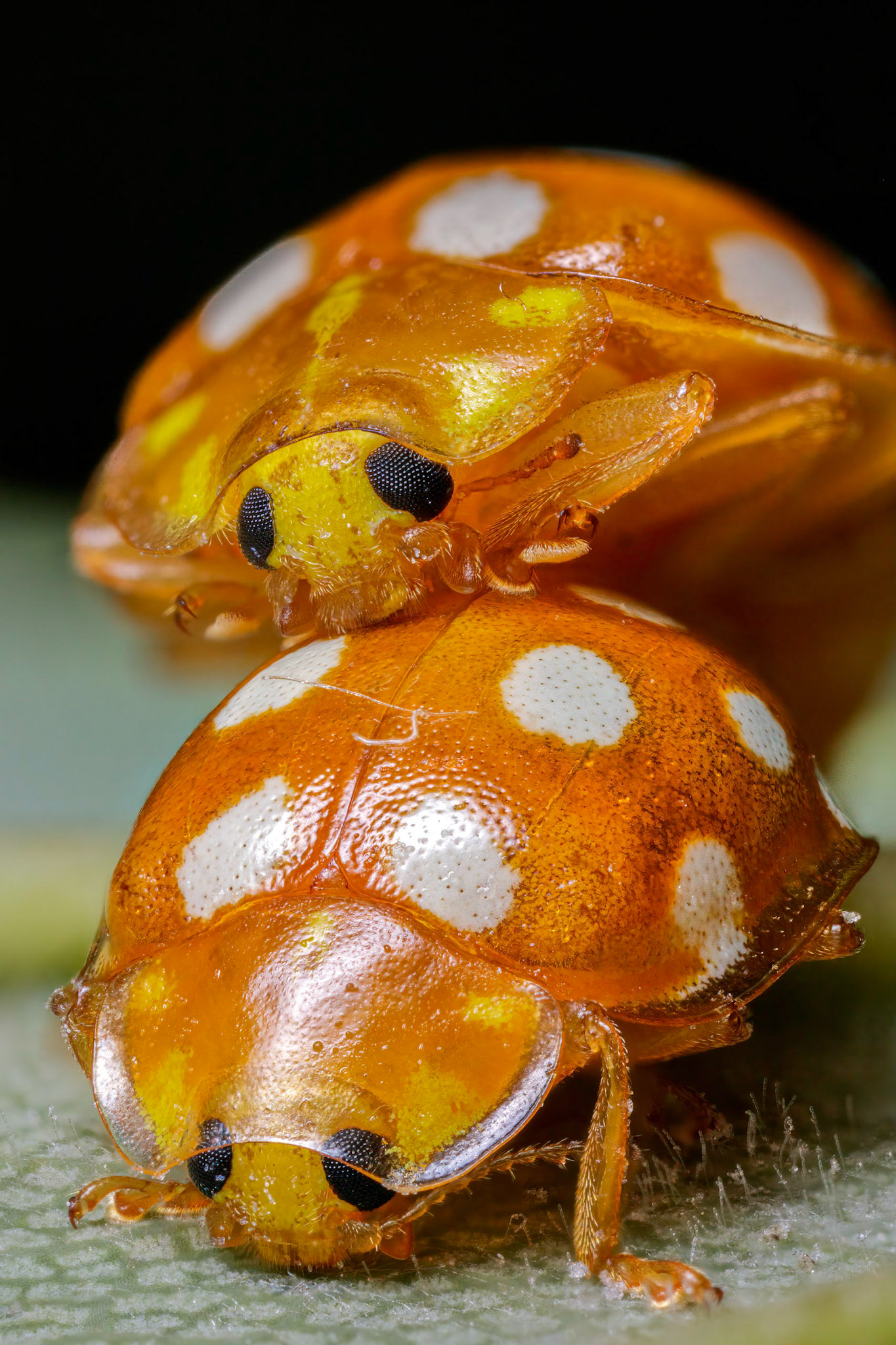 Two Orange Ladybirds mating on a leaf in a Woodland in Mutter's Moor, Devon, UK. Being orange these two were easy to spot on a walk through the woodland photographing insects. Being busy they didn't mind me capturing a few different angles of the pair. This angle was my favourite as it showcased the detail of Ladybirds and the intimacy they were sharing. The final image is a compilation of focus stacked pictures.
