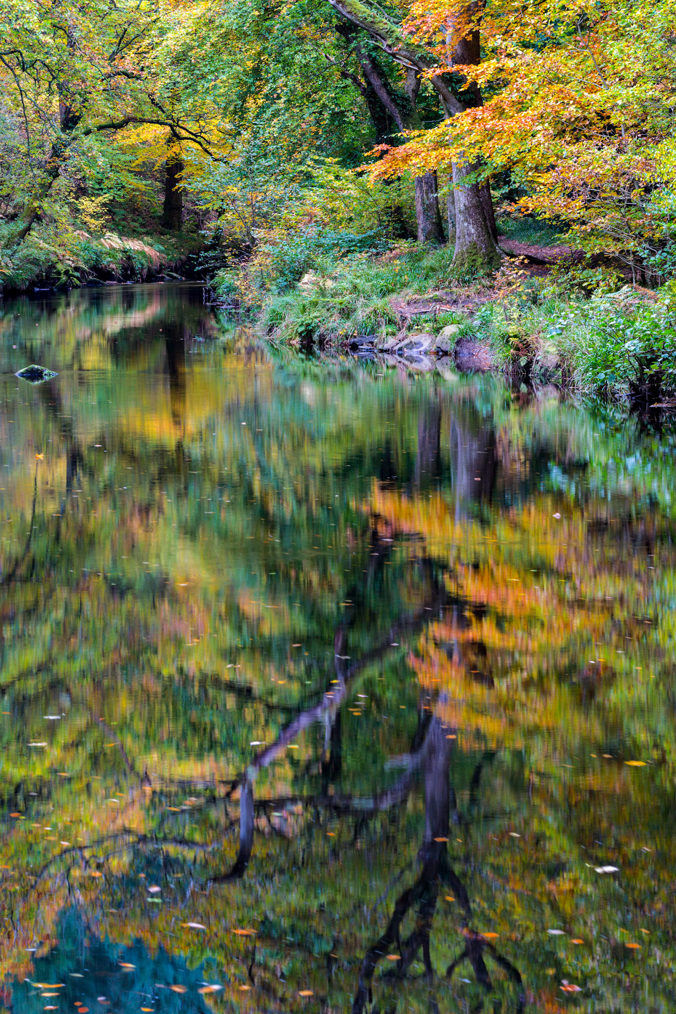 Fall colors in and around the River Teign near Fingle Bridge in Dartmoor National Park.