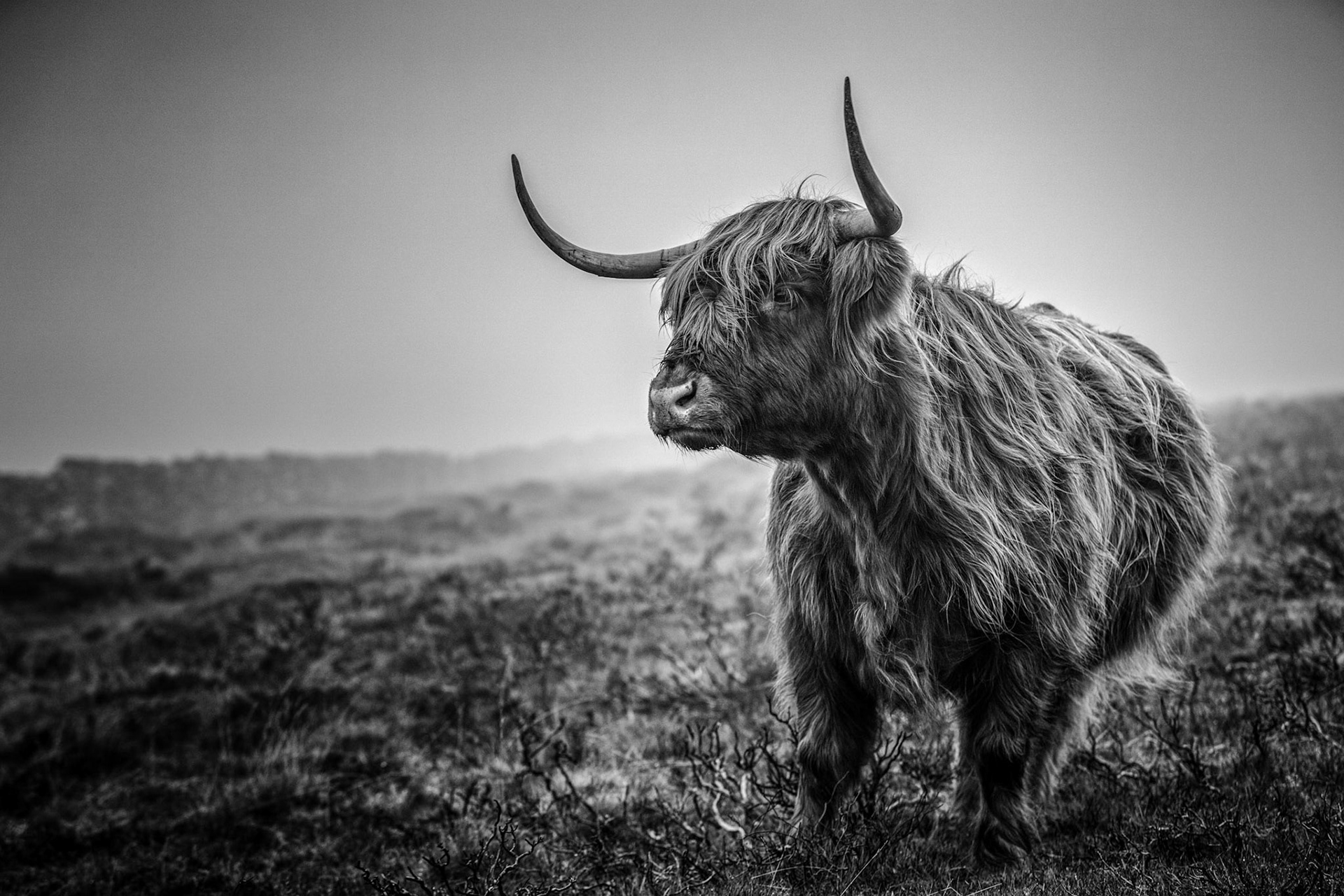 A highland cow on a foggy day out in the middle of Dartmoor National Park.