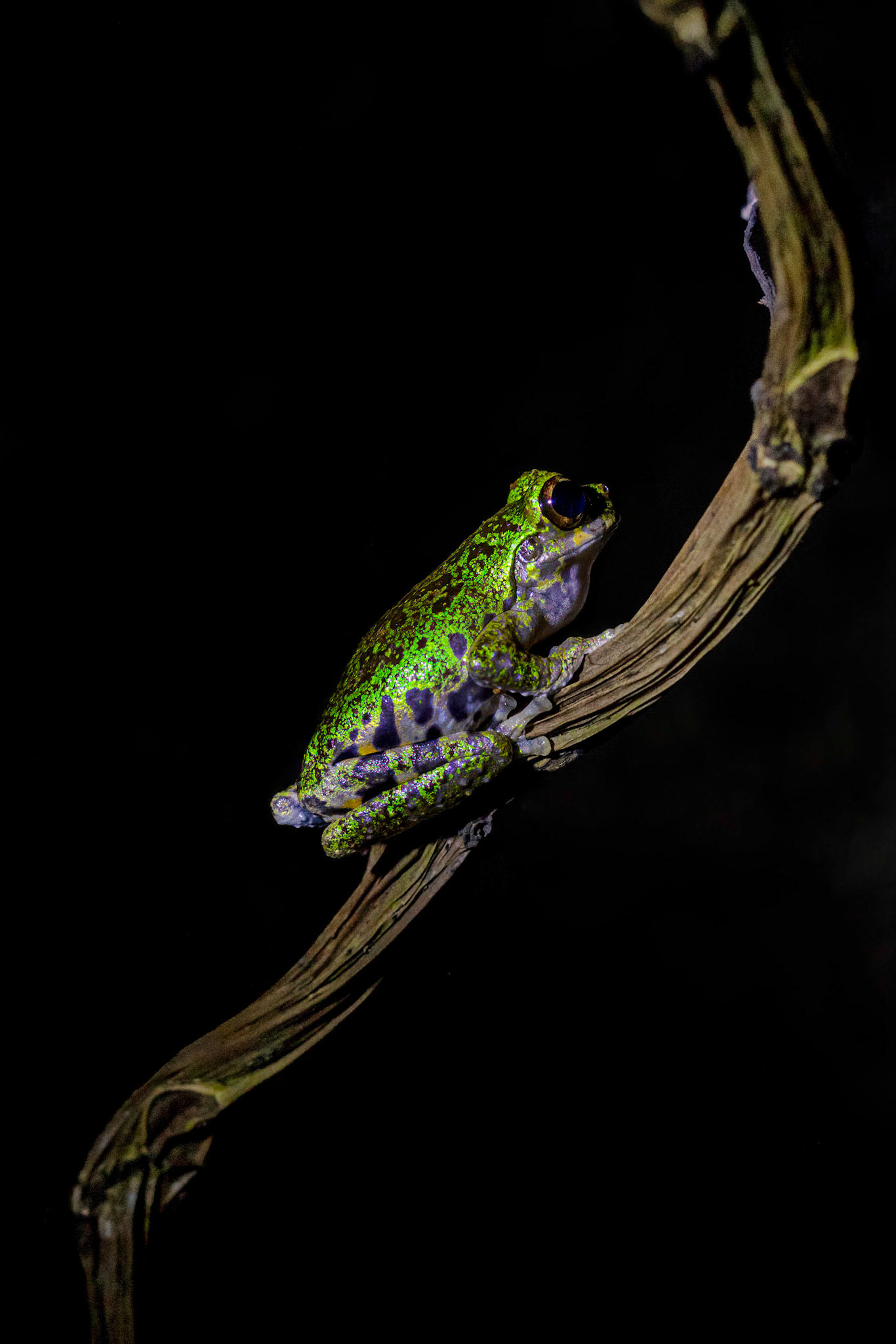 Lancaster's Tree Frog
