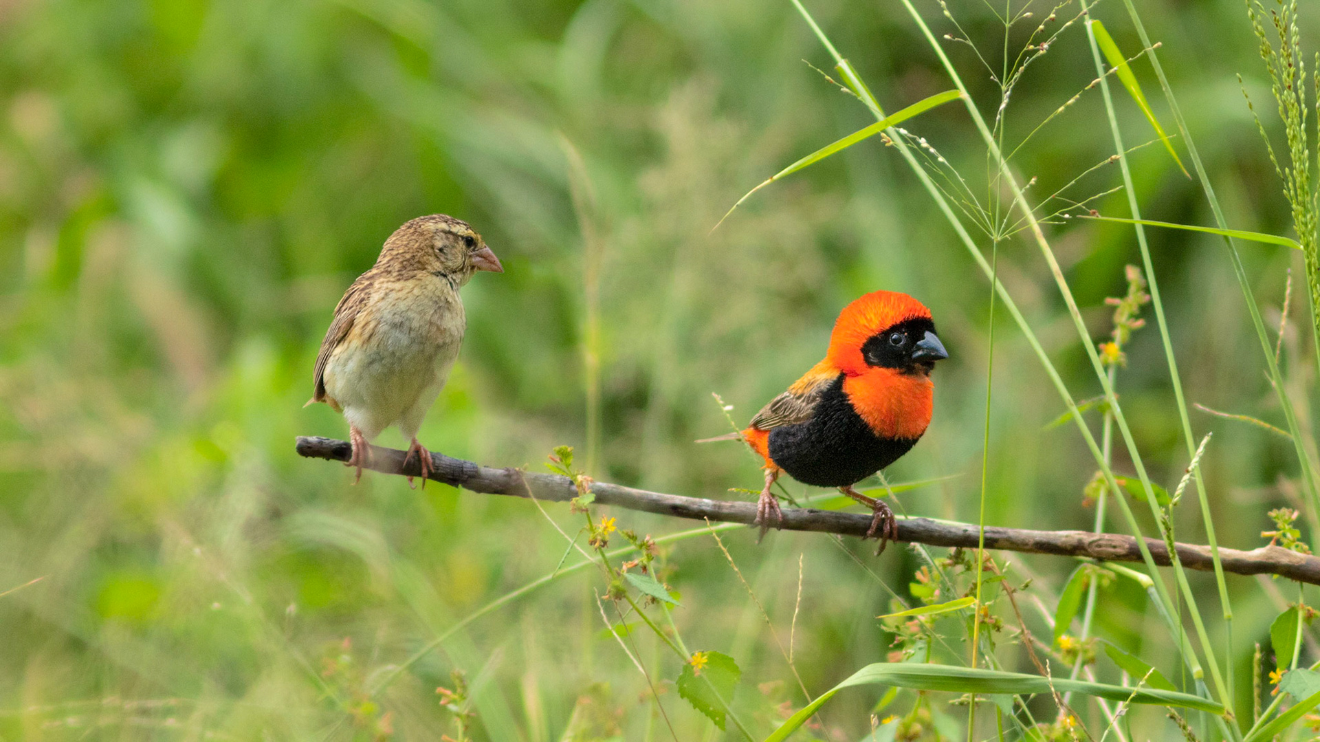 Red Bishop male puffing up and female in Kruger National Park