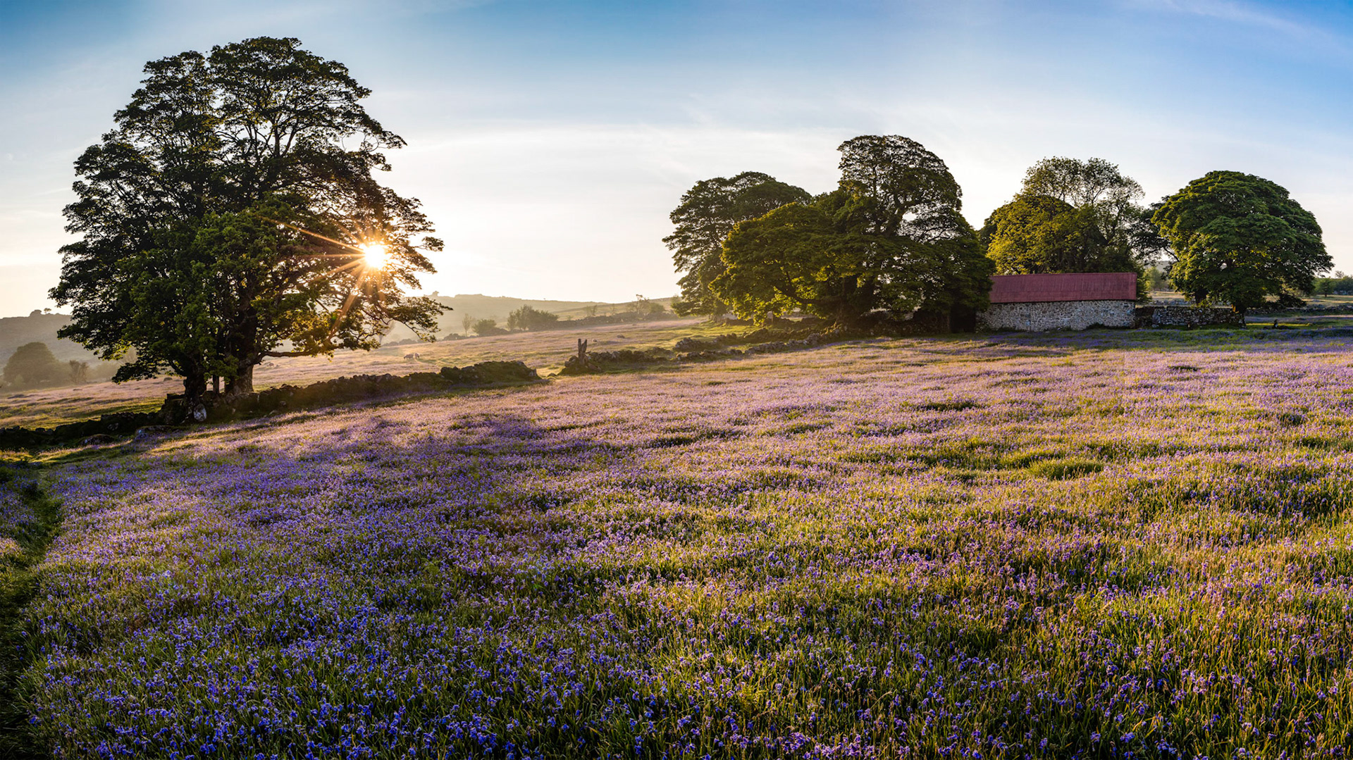 Emsworthy Barn near Haytor surrounded by bluebells and morning sunlight in Dartmoor National Park, Devon, England