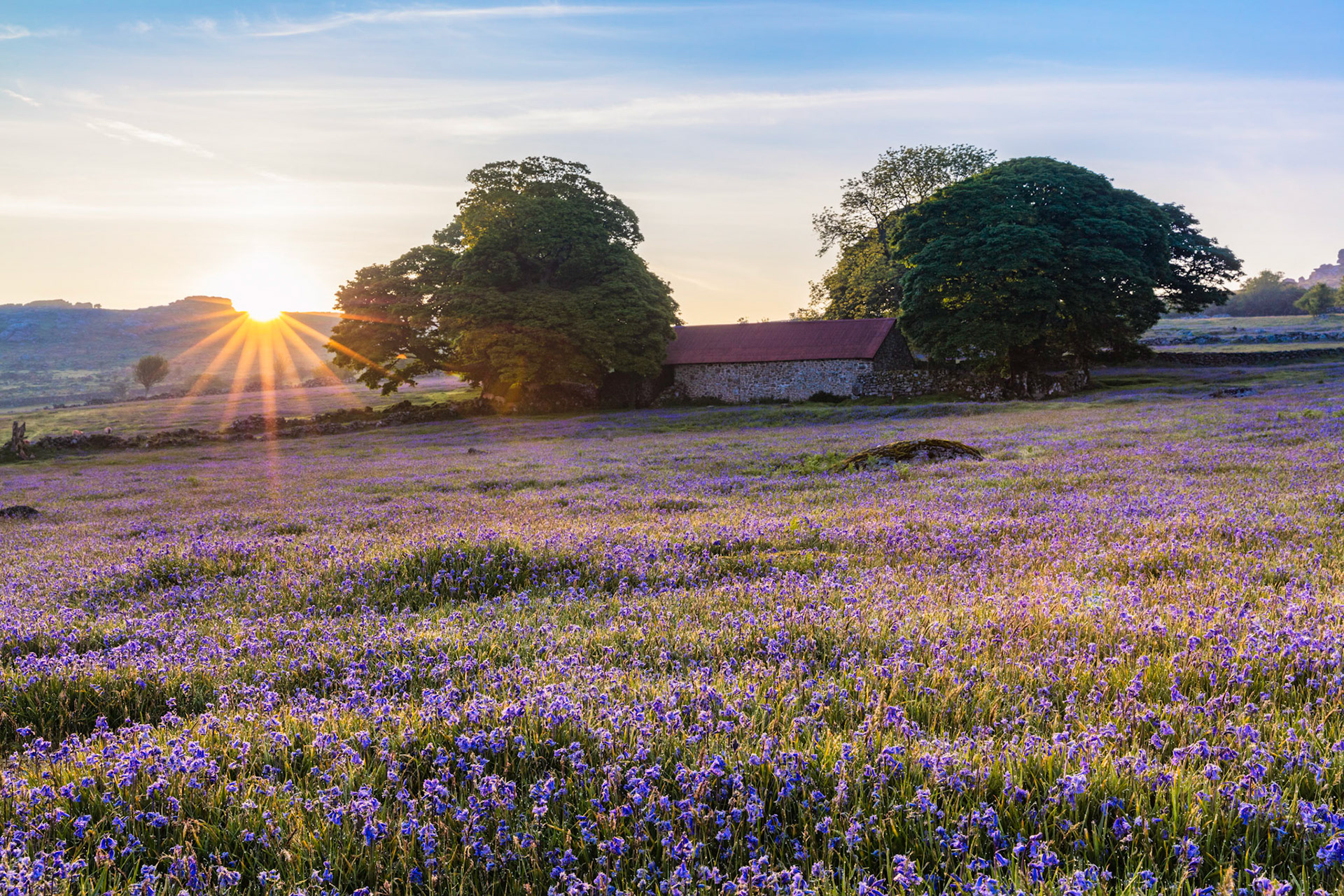 Emsworthy Barn near Haytor surrounded by bluebells and morning sunlight in Dartmoor National Park, Devon, England