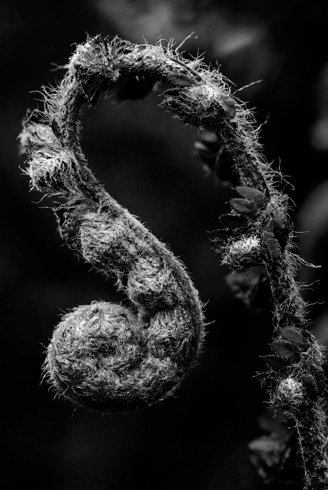 The delicate curl of an unopened fern at The Garden House near Buckland in South Devon.