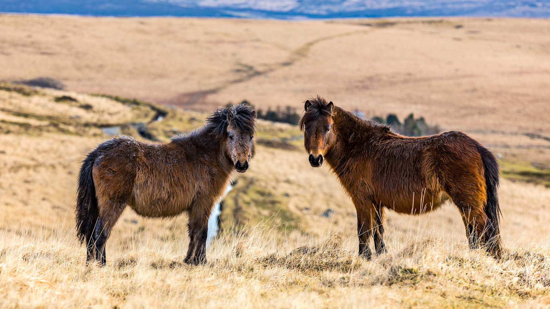 Two Dartmoor ponies standing in the dry moorland grass.