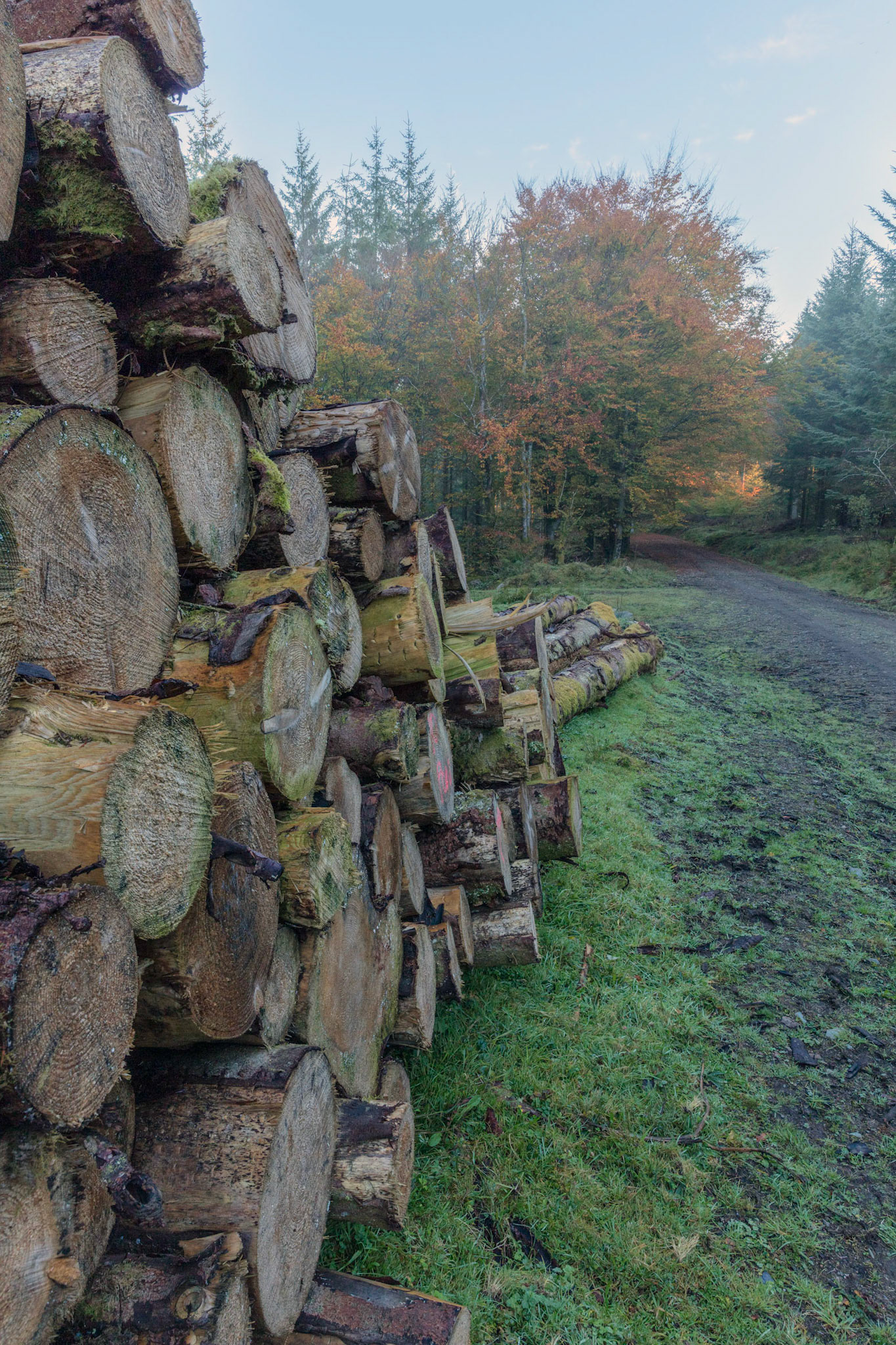 A slightly misty scene in Bellever Woodland of a stack of cut logs and fall coloured trees in the background.