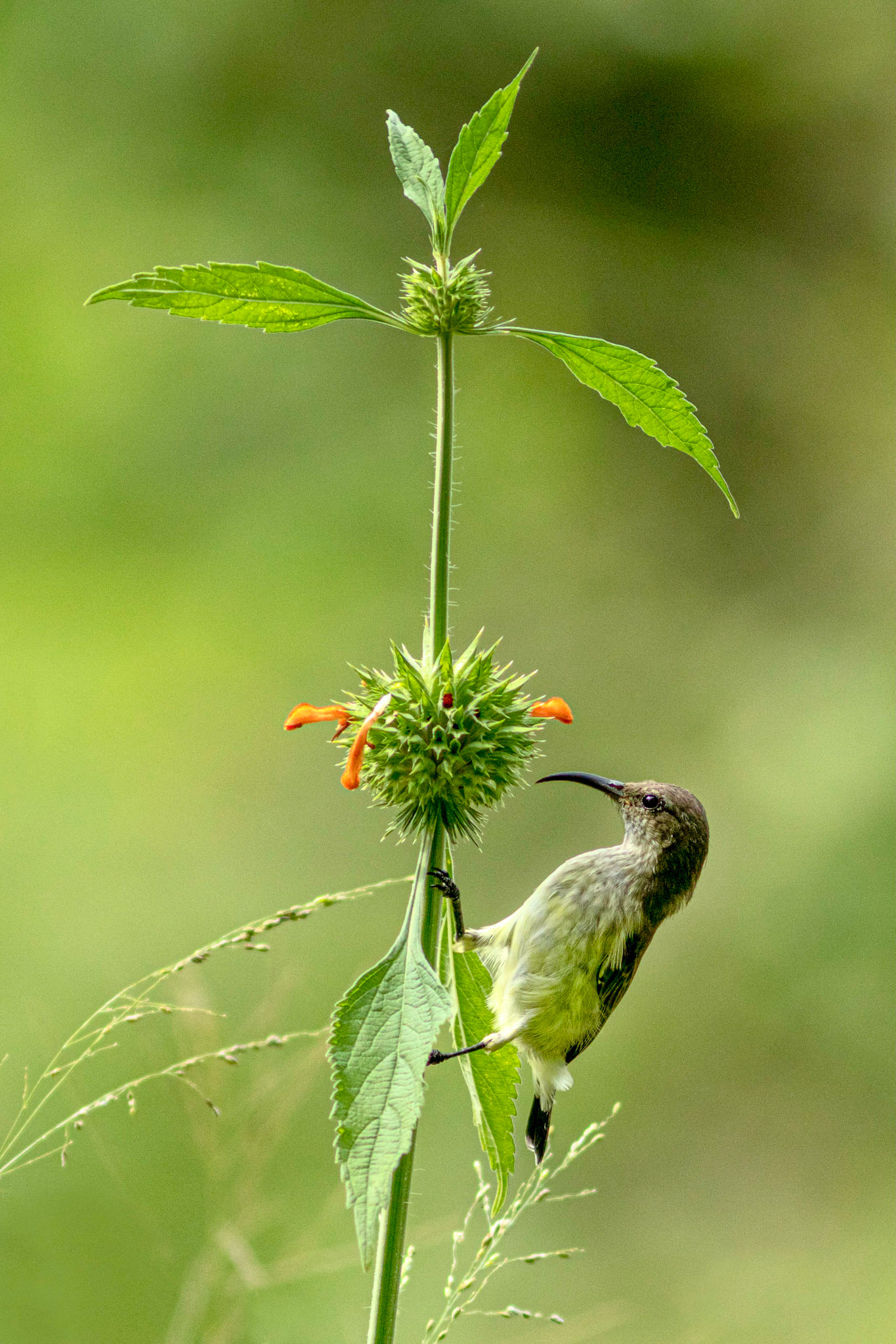 Cape sugar bird in Kruger National Park