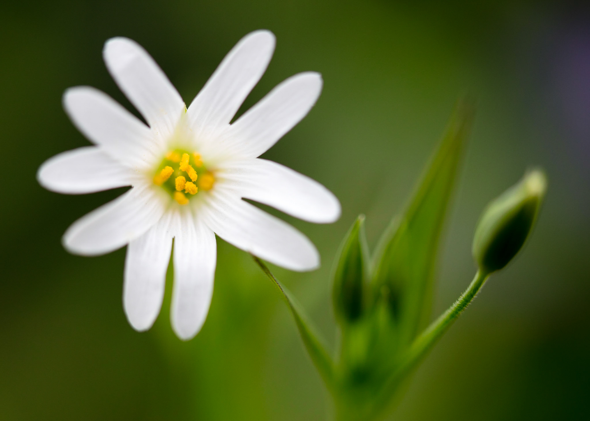 A delicate spring flower on the woodland floor around Blackburry camp in Devon.
