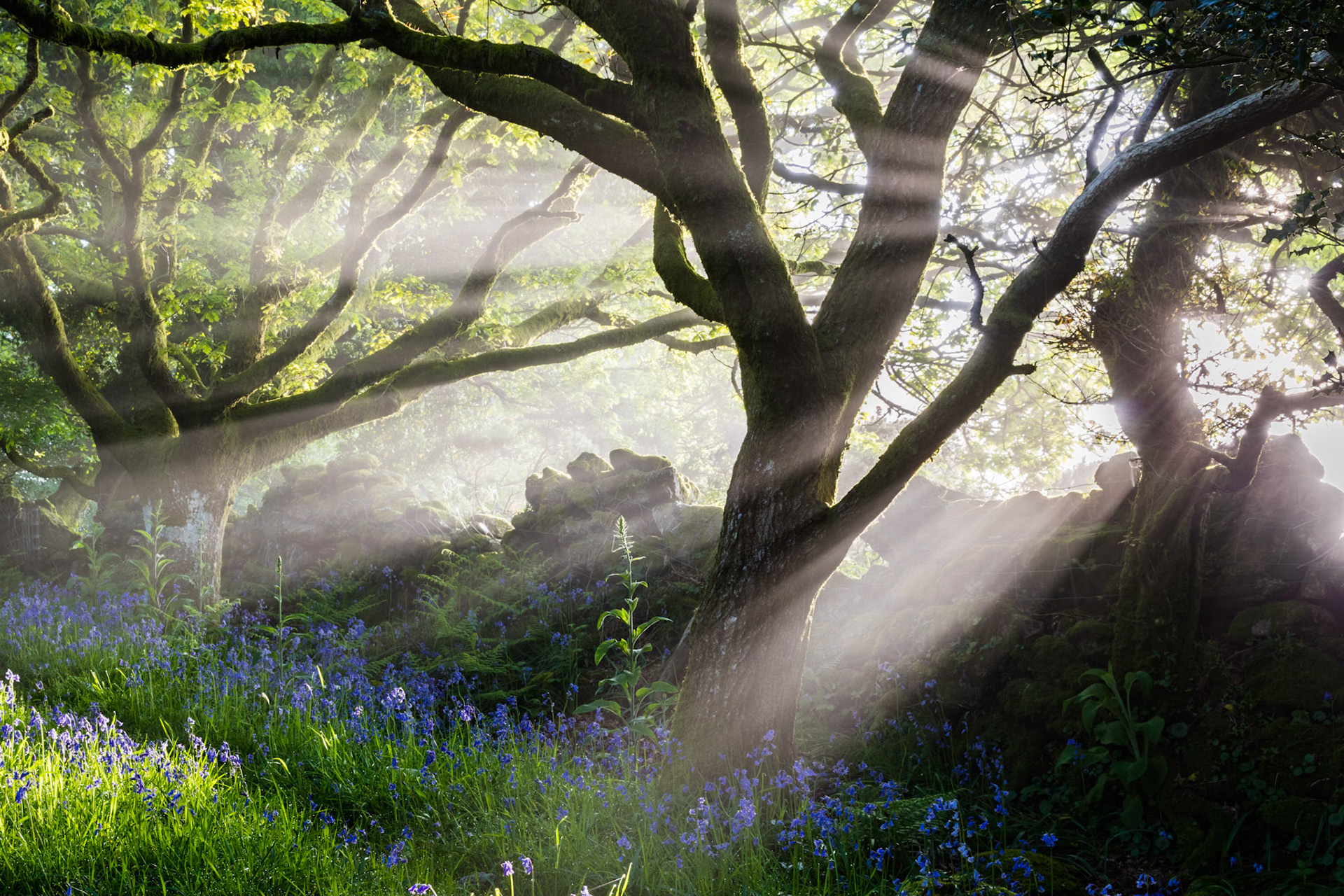 The morning sun bursting through trees along a path in Dartmoor National Park, Devon, England.