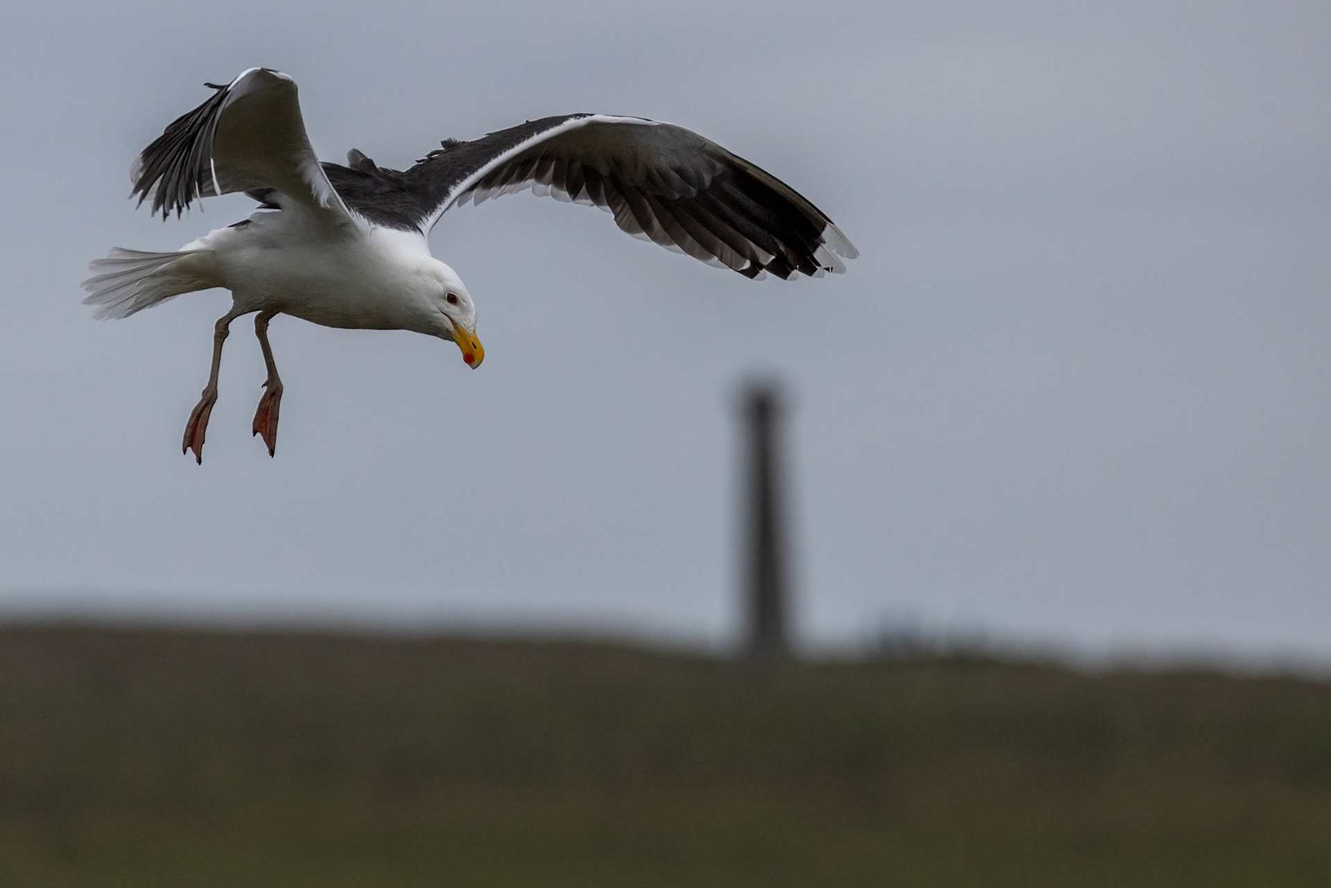 Great black-backed gull