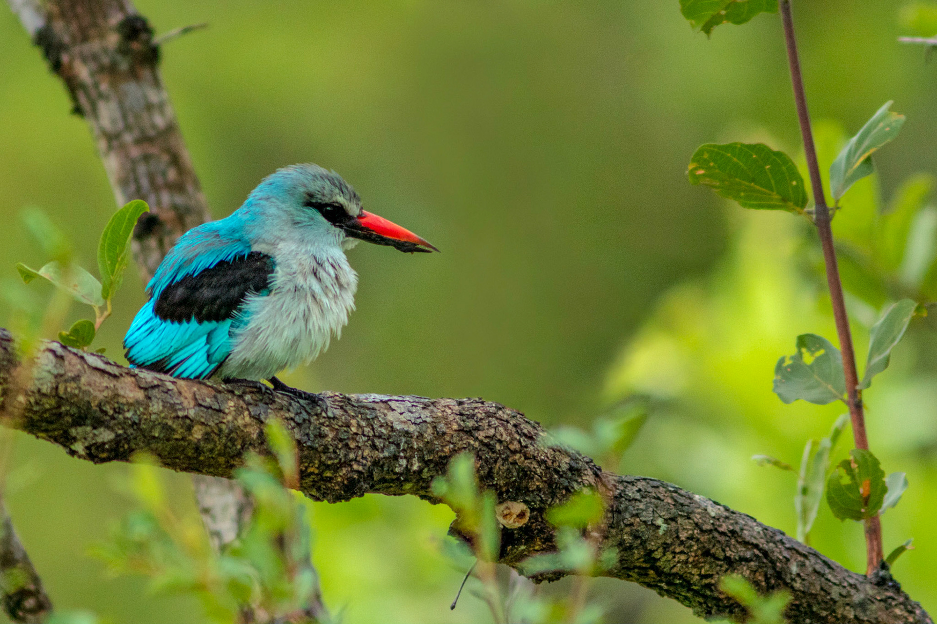 Woodland Kingfisher in Kruger National Park