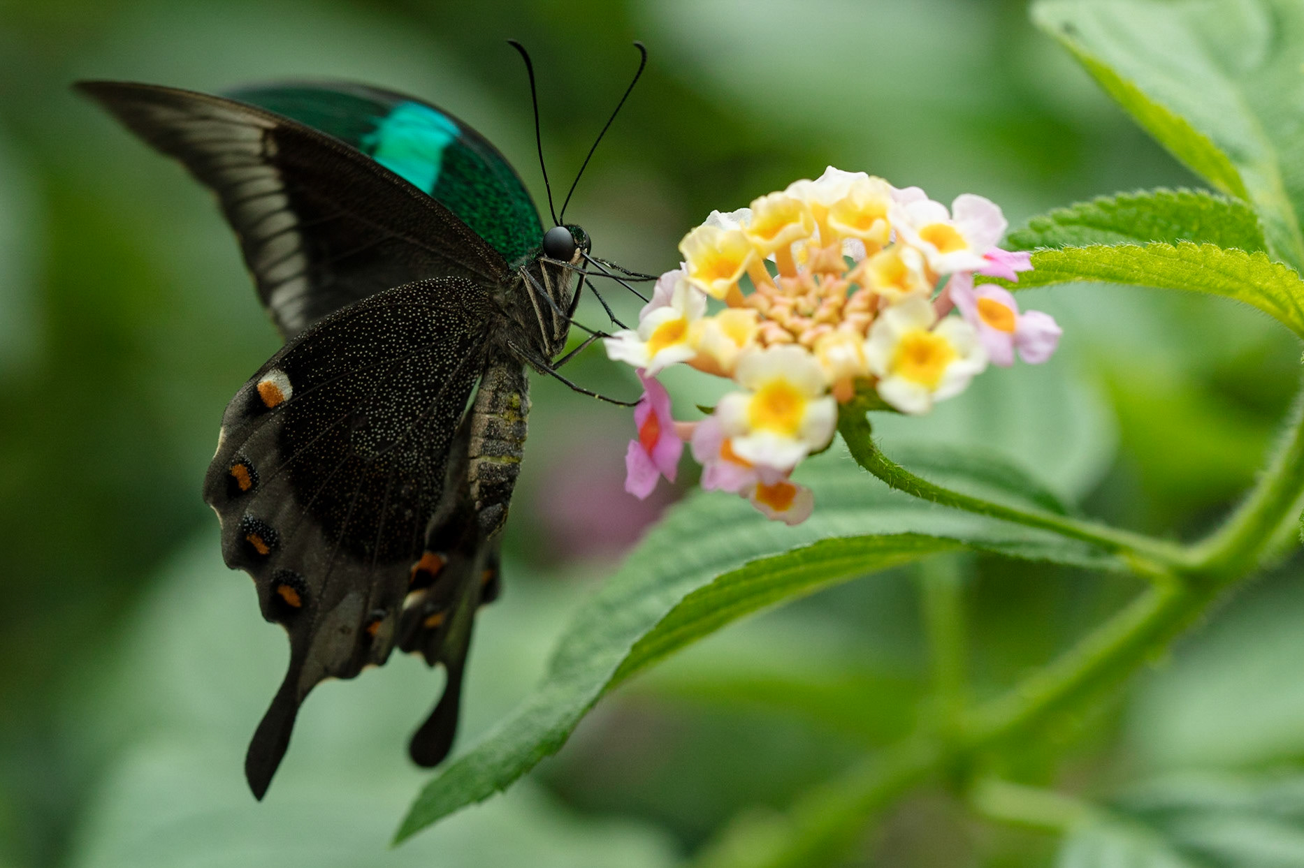 A Papillio in Buckfastleigh Butterfly Farm. Papilio is a genus in the swallowtail butterfly family, Papilionidae, as well as the only representative of the tribe Papilionini. The word papilio is Latin for butterfly.