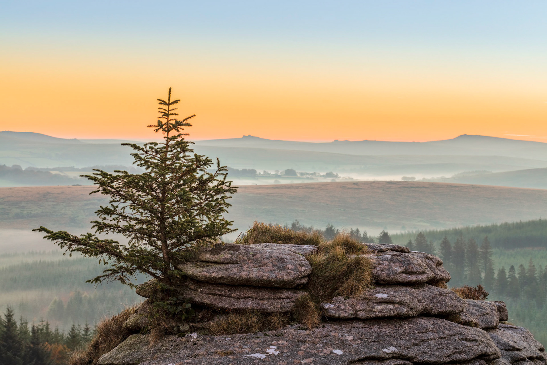 A long evergreen tree growing from Bellever Tor just before sunrise. In the distance you can see Haytor, Saddle Tor and Rippon Tor along the horizon.