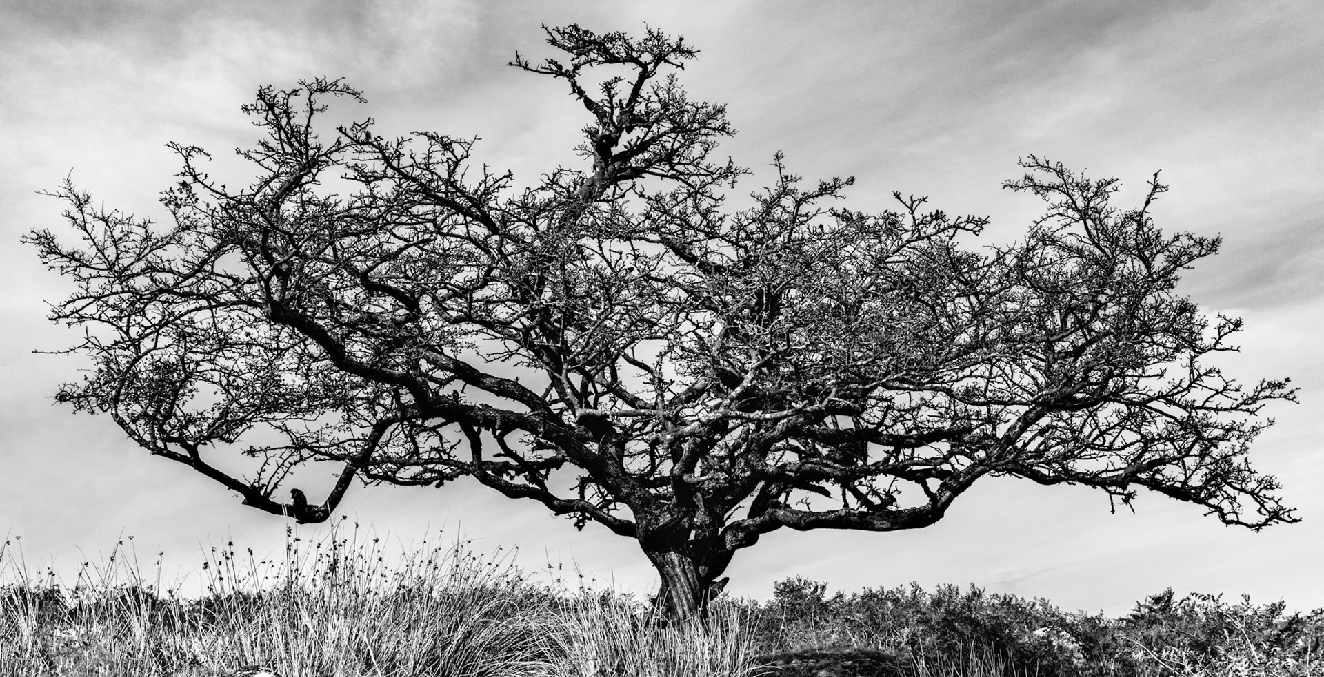 A relatively short but wide tree in the moorland around Black Tor near Princetown