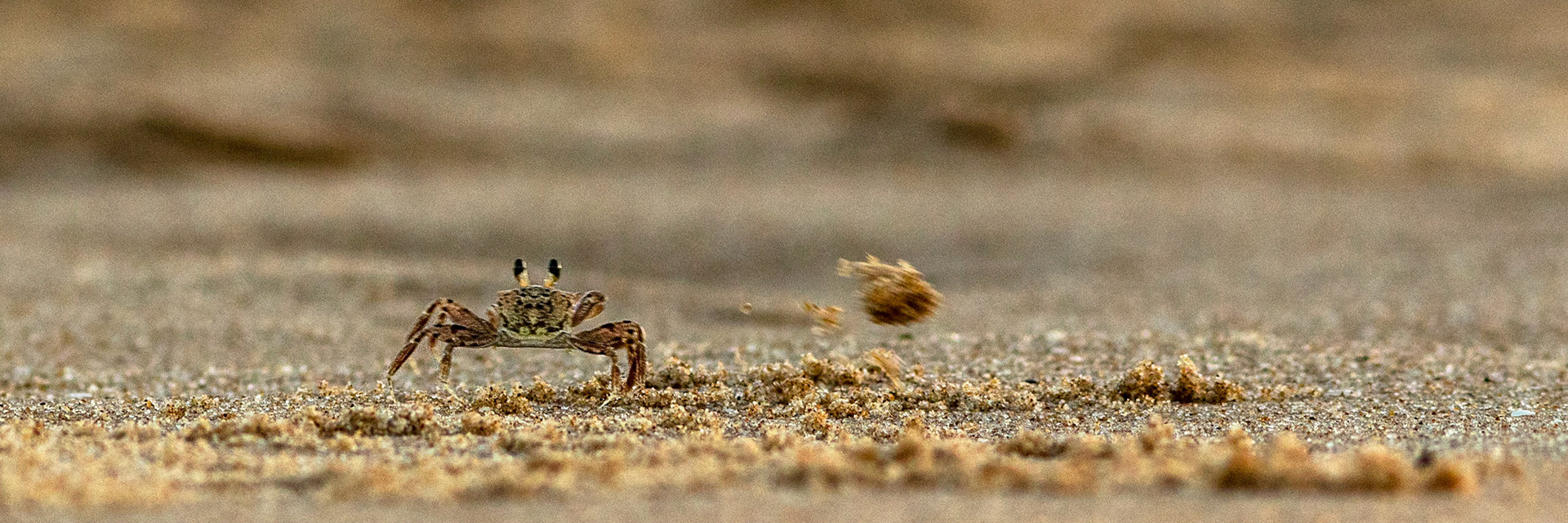 Atlantic ghost crab