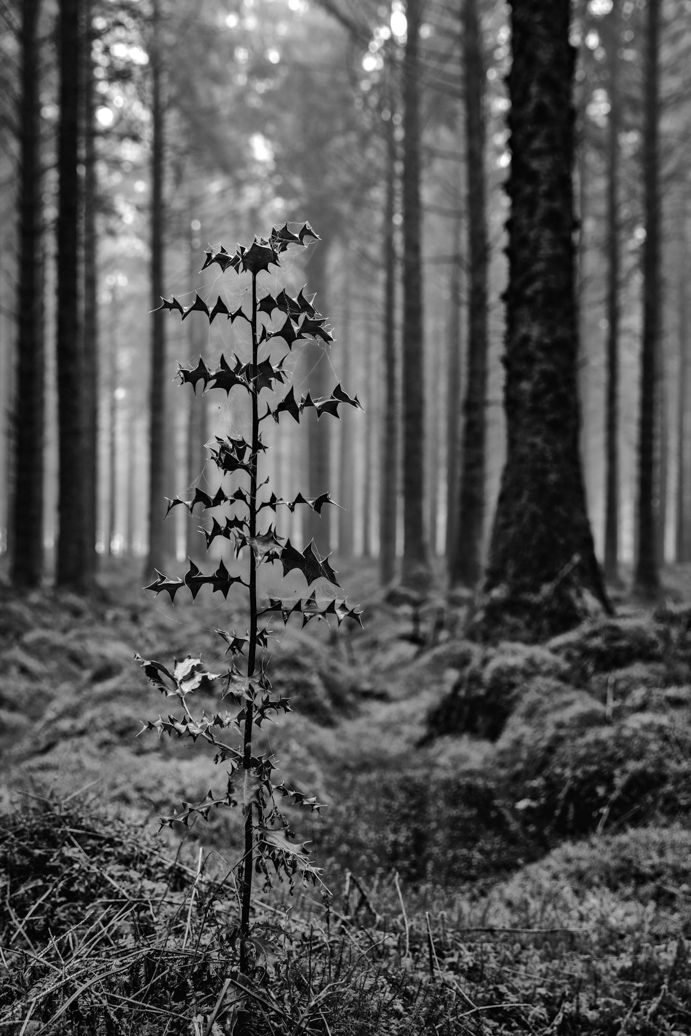 A lone holly plant growing straight out of the woodland floor in Bellever Wood.