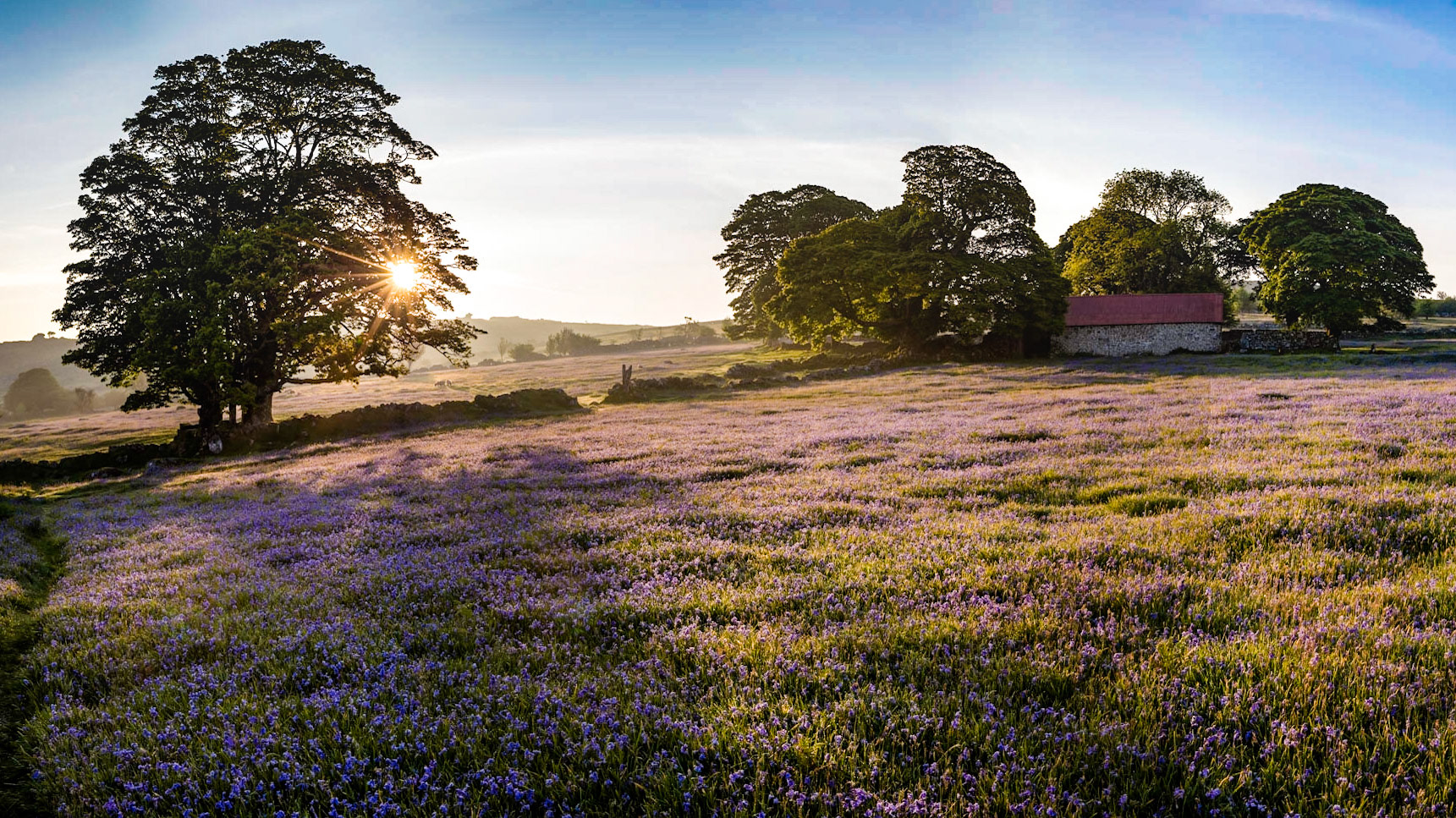 Emsworthy Barn near Haytor surrounded by bluebells and morning sunlight in Dartmoor National Park, Devon, England