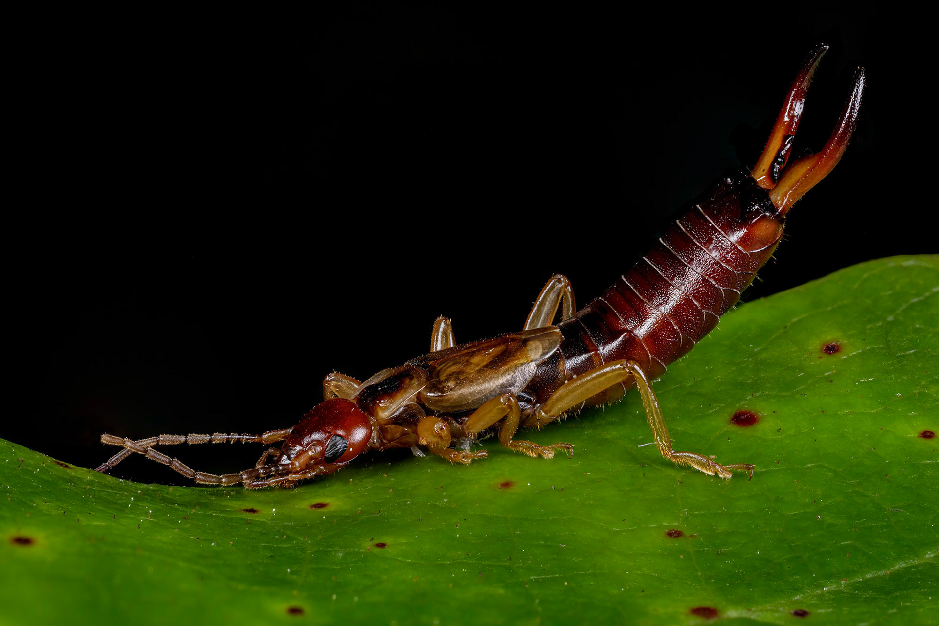 A male Common Earwig (Forficula auricularia) in Stover Country Park, Devon, UK. At first I thought I was lucky to find an Earwig that would stand still enough to photograph but after closer inspections I noticed that it wasn't alive due to a fungus that you can just see holding it to the leaf.