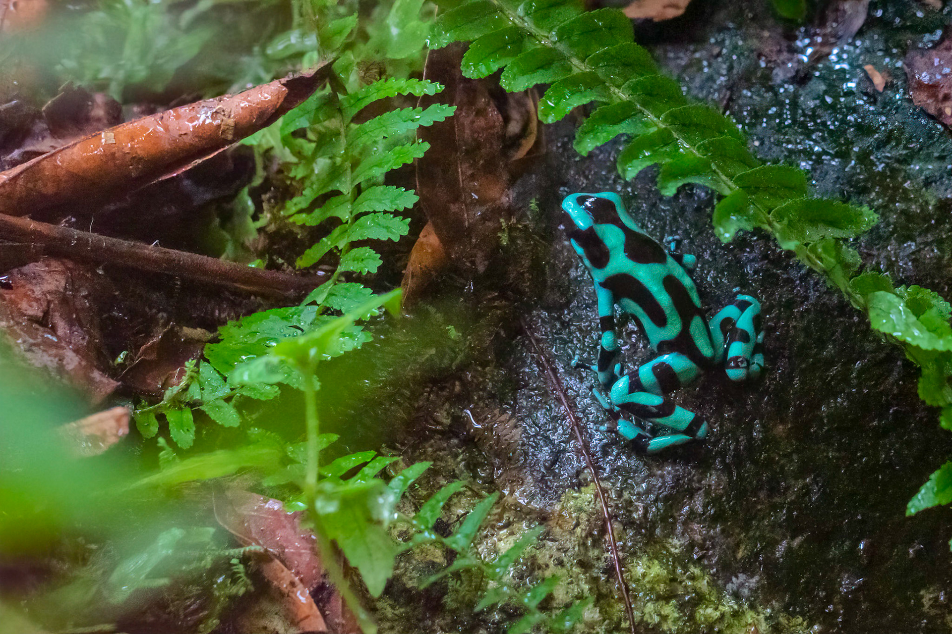 Green Poison Frog