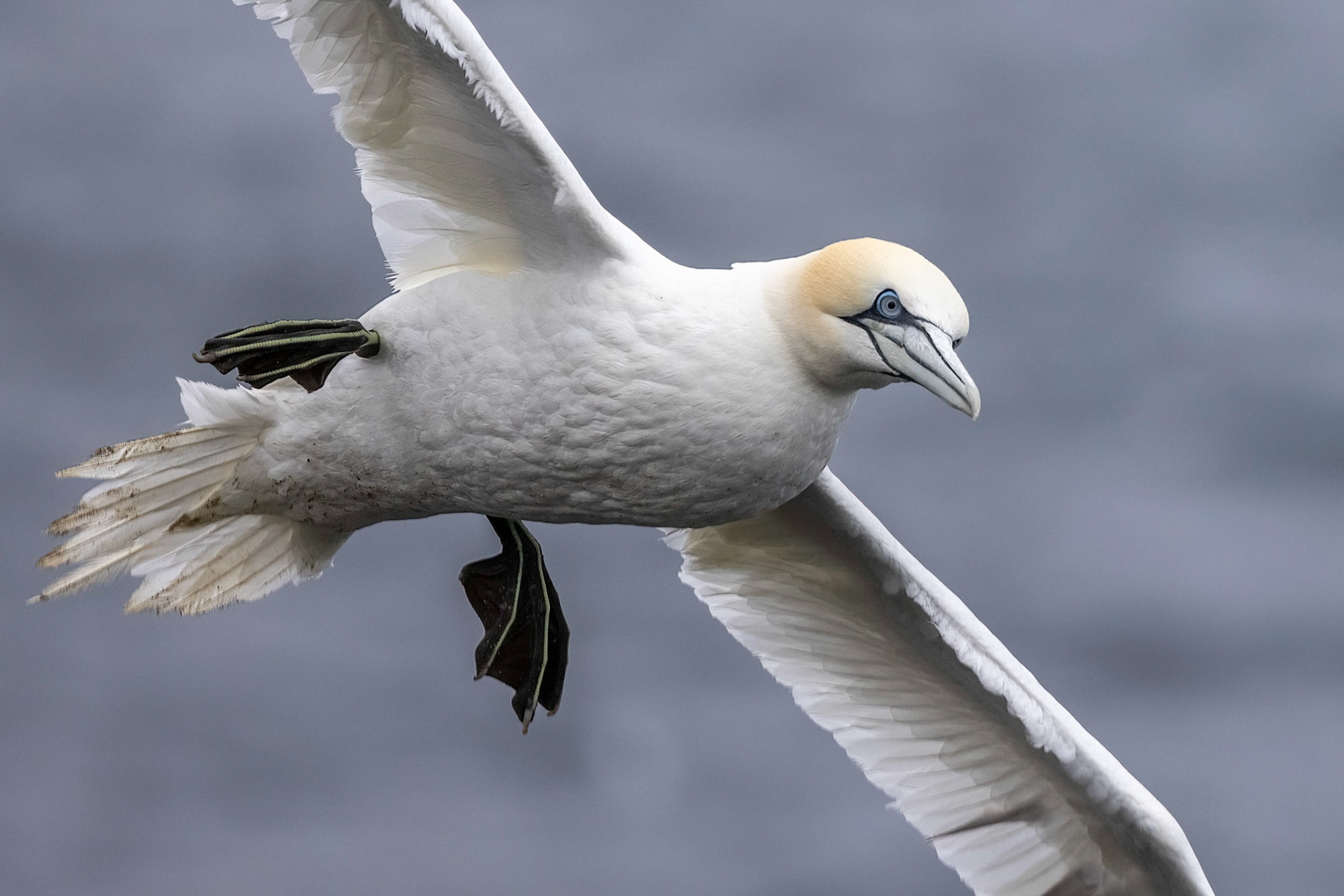 Gannet