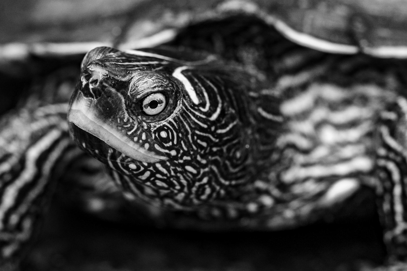A terrapin in Buckfastleigh Butterfly Farm.
