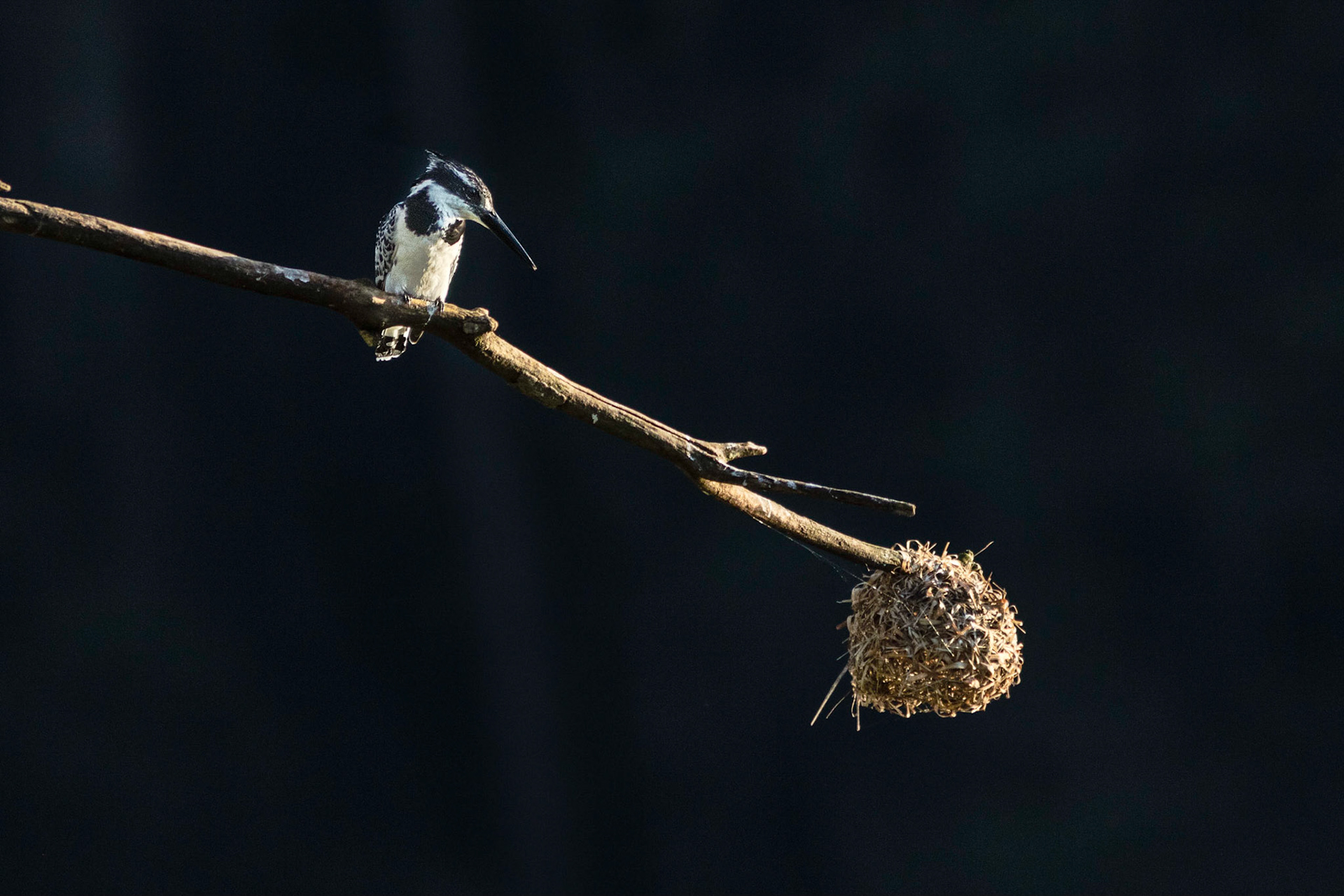 Pied kingfisher sitting on a branch with a weaver nest in Mlilwane wildlife sanctuary in Swaziland, Africa.