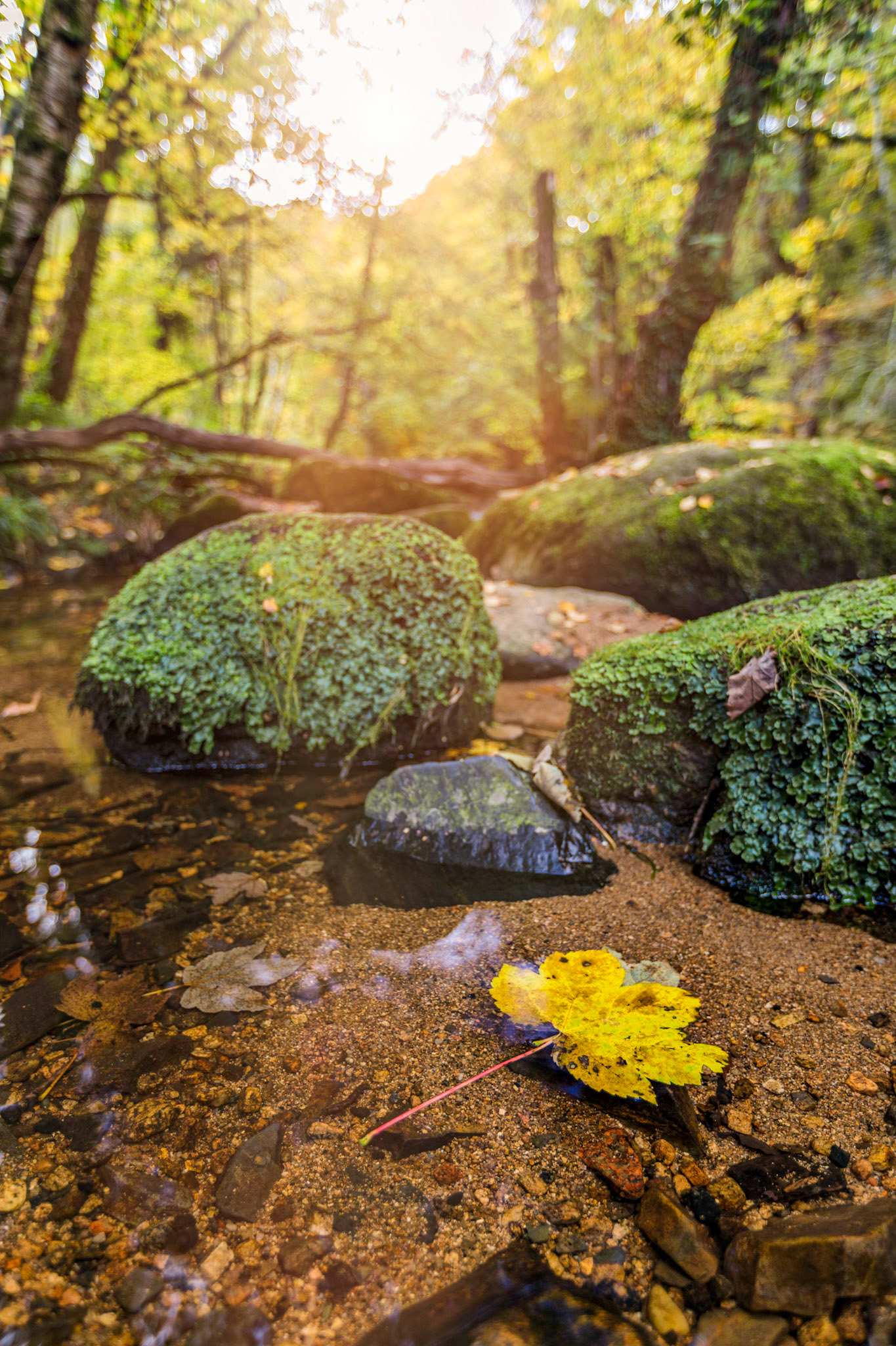 Yellow maple leaf floating in the River Teign near Fingle Bridge in Dartmoor National Park.
