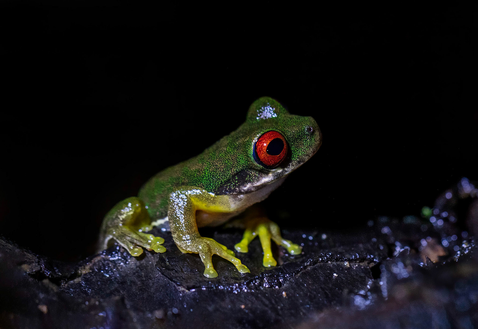 Rufous-eyed Stream Frog