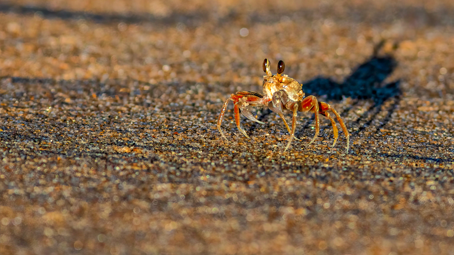 Small ghost crab and it's shadow as the sun fades on a beach near Xai-Xai