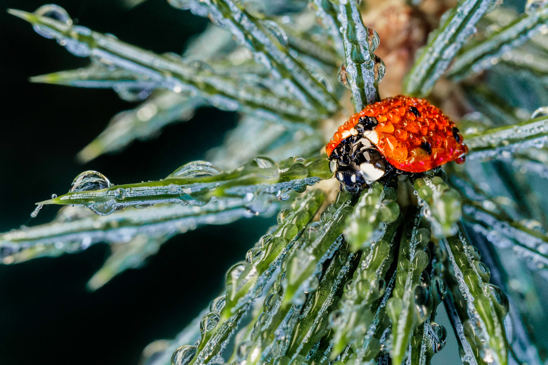 A lady bird (lady bug) covered in dew on an early autumn morning. This scene was taken in Bellever Woods, Dartmoor National Park.