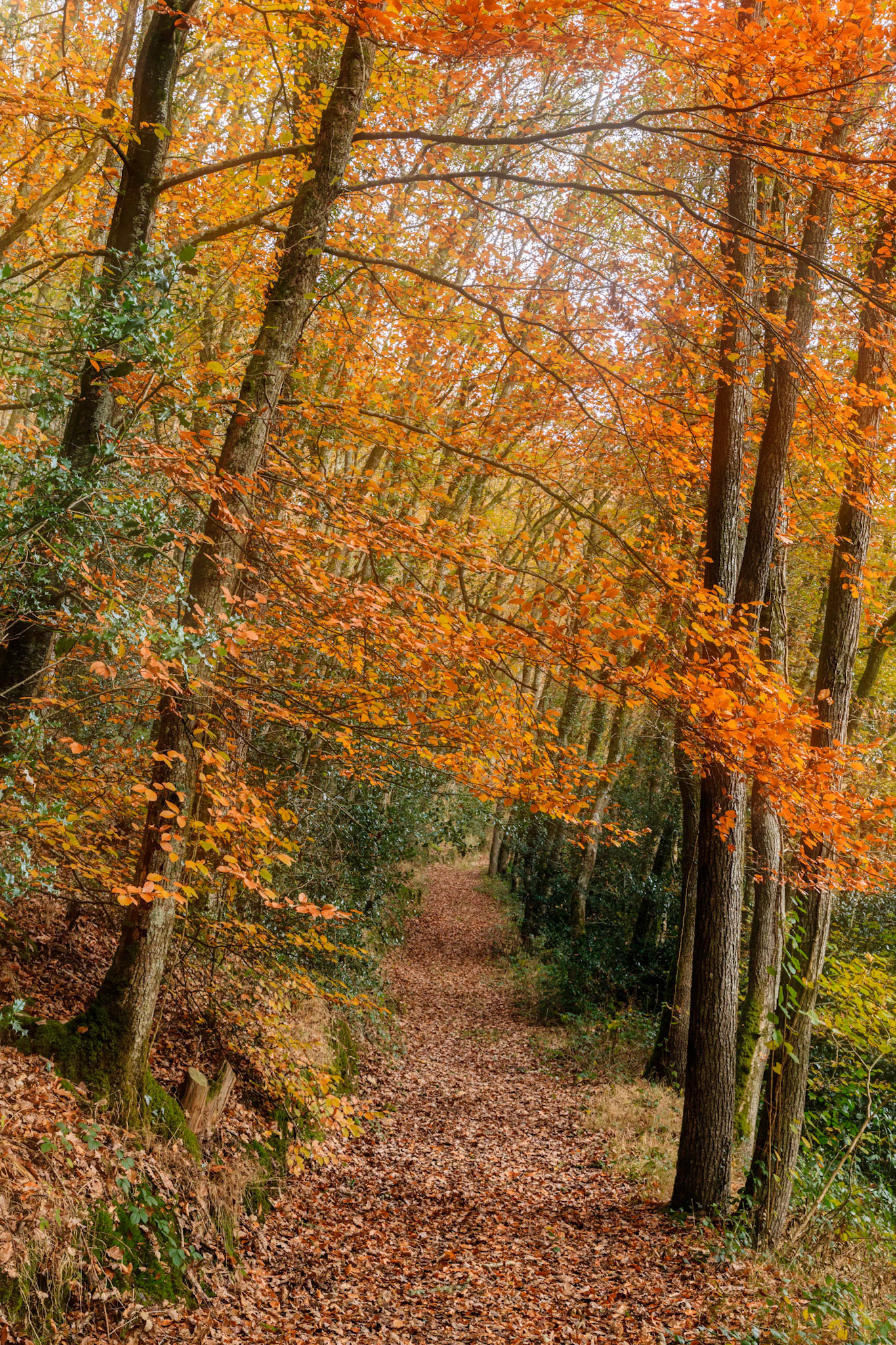 A path covered in leaves and surrounded by trees in their best autumnal colours in Dunsford Wood, Dartmoor National Park.