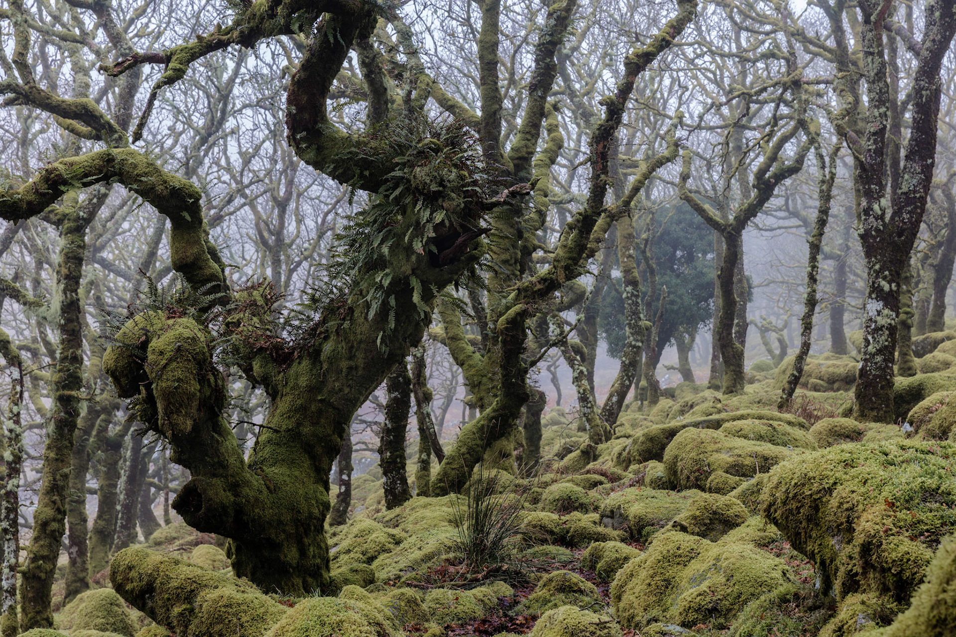 Ferns growing on one of the many twisted trees on a foggy morning in Wistman's Wood in Dartmoor National park, Devon, UK.