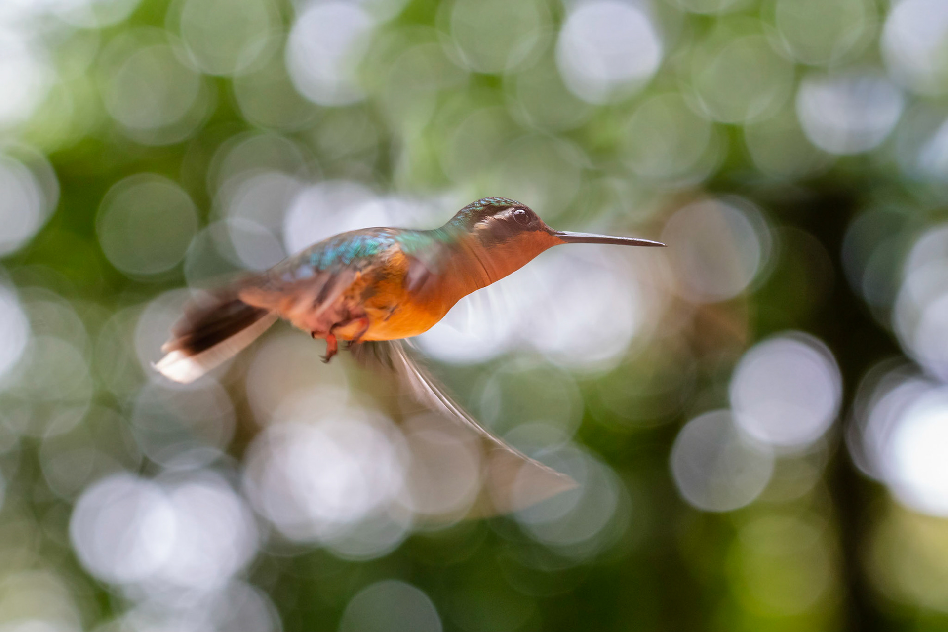 Grey-tailed Mountain-gem (Lampornis cinereicauda) Female