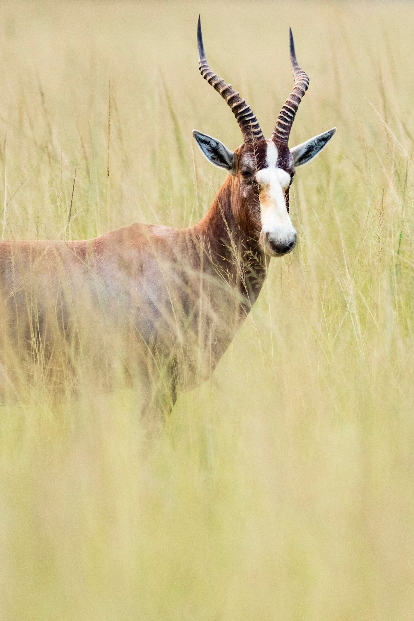 Topi in the long grass in Mlilwane wildlife sanctuary in Swaziland, Africa.